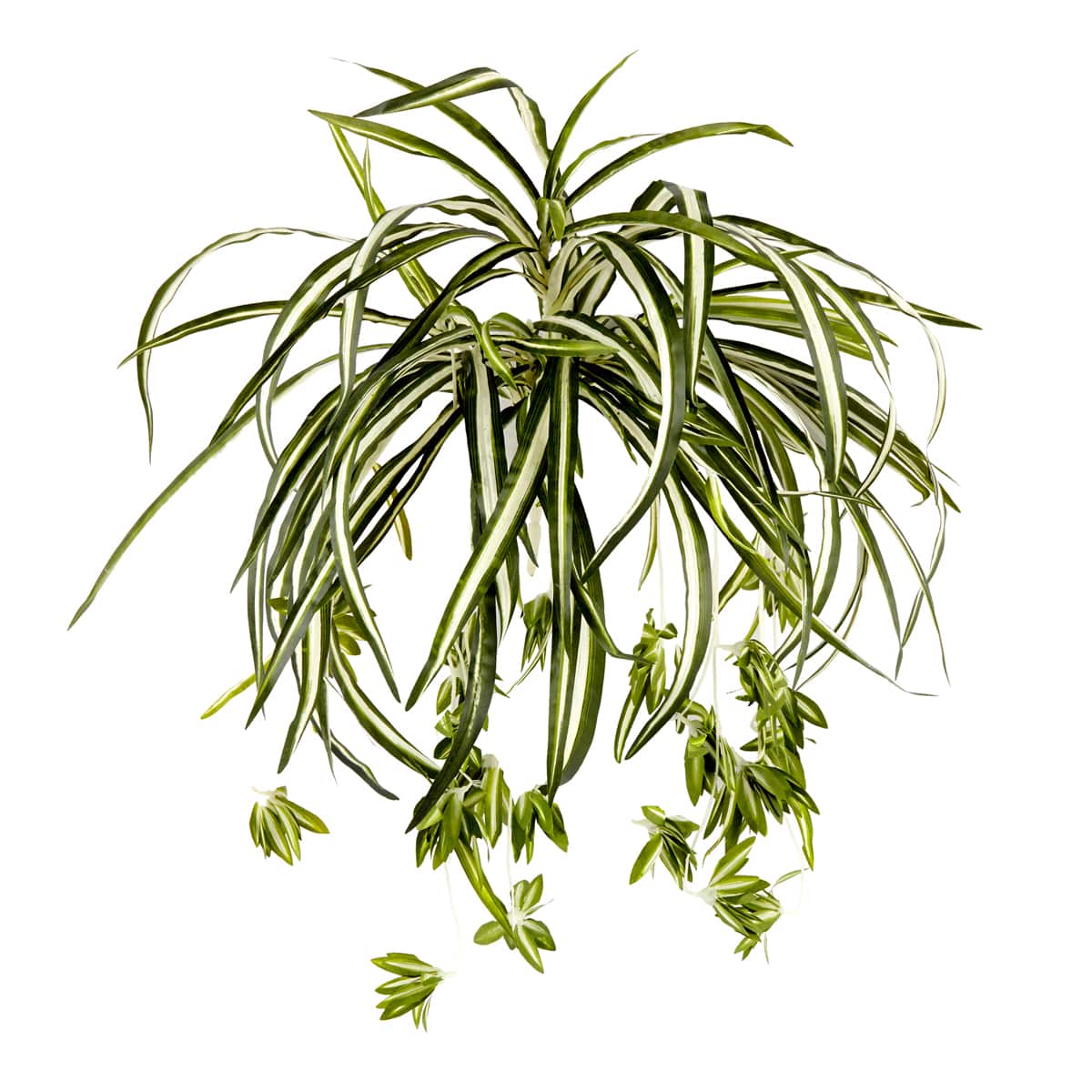 12 Pack: Light Green Variegated Spider Bush by Ashland&#xAE;