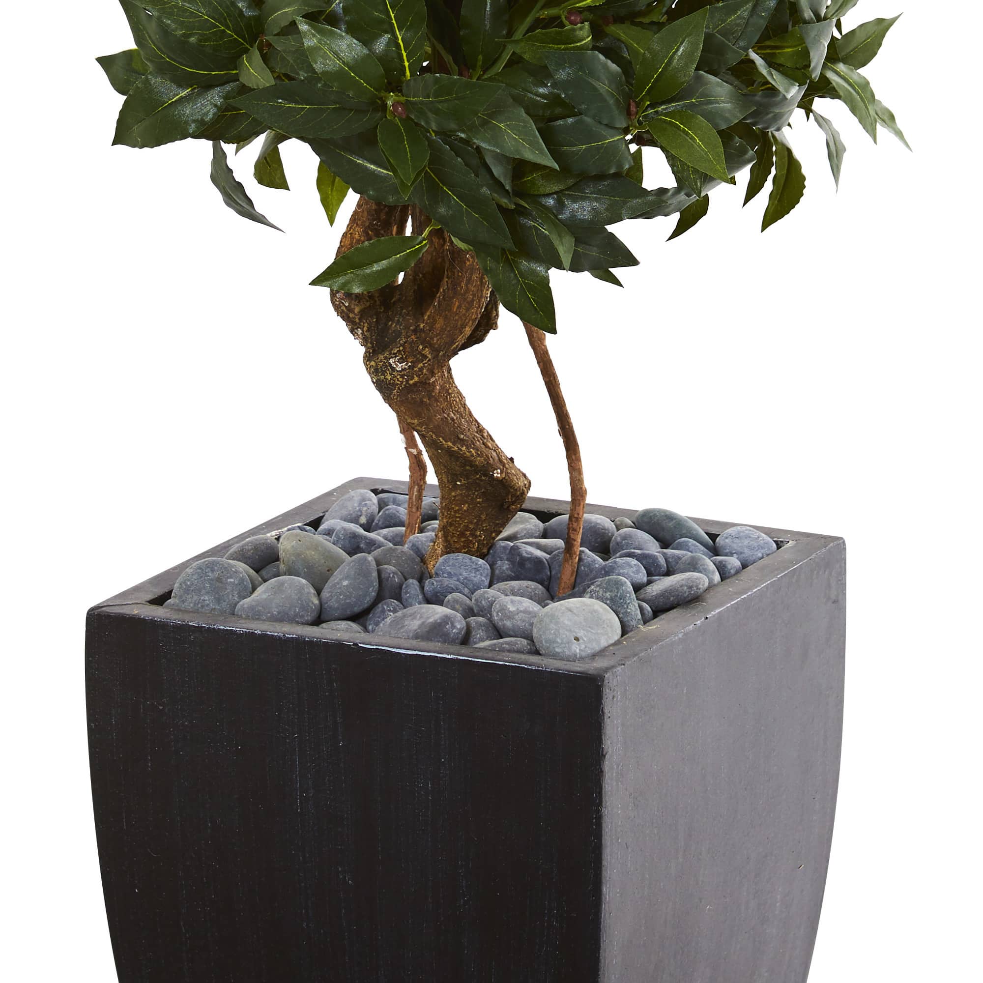 4.5ft. Sweet Bay Double Topiary Tree in Black Planter