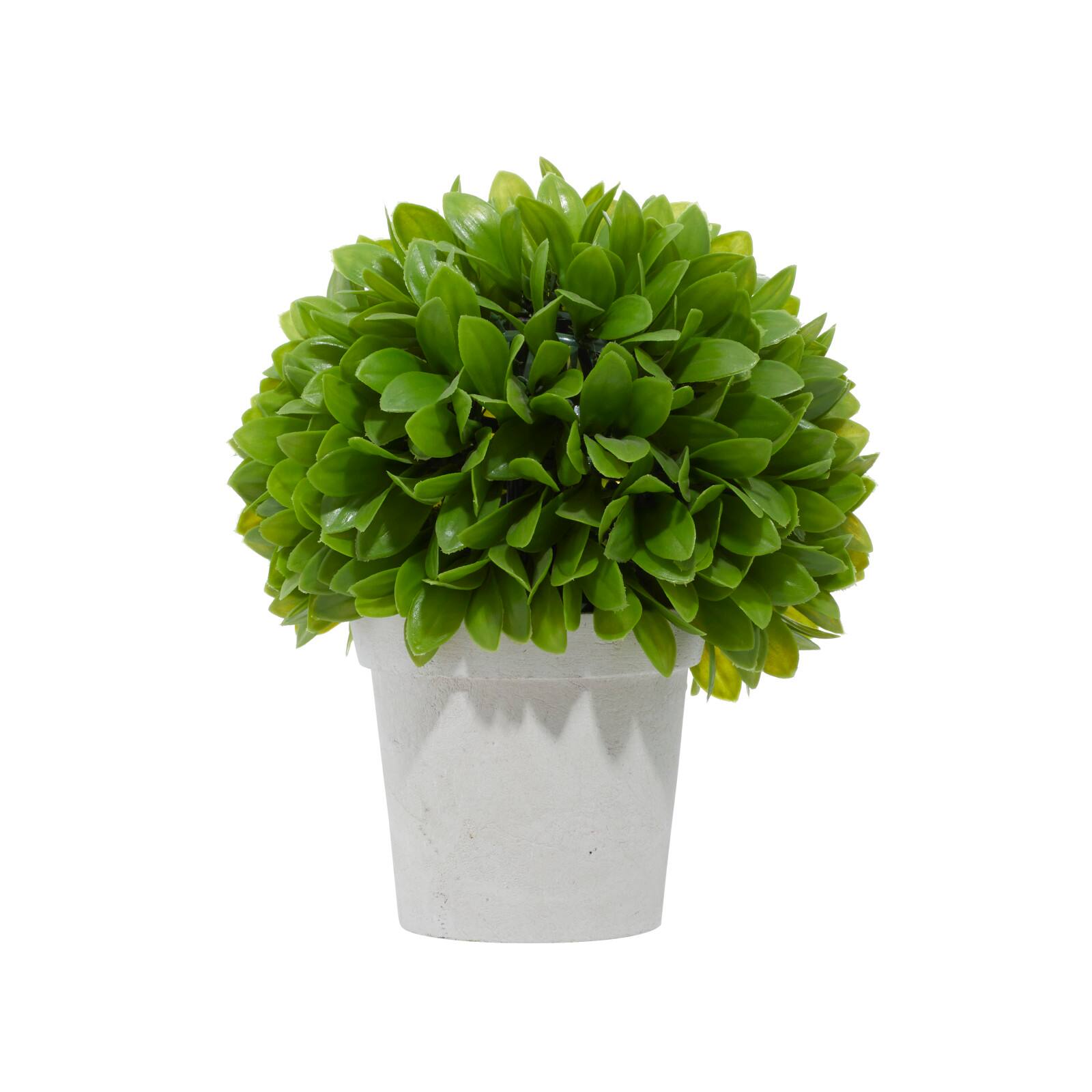 10" Boxwood Topiary in Decorative Planter