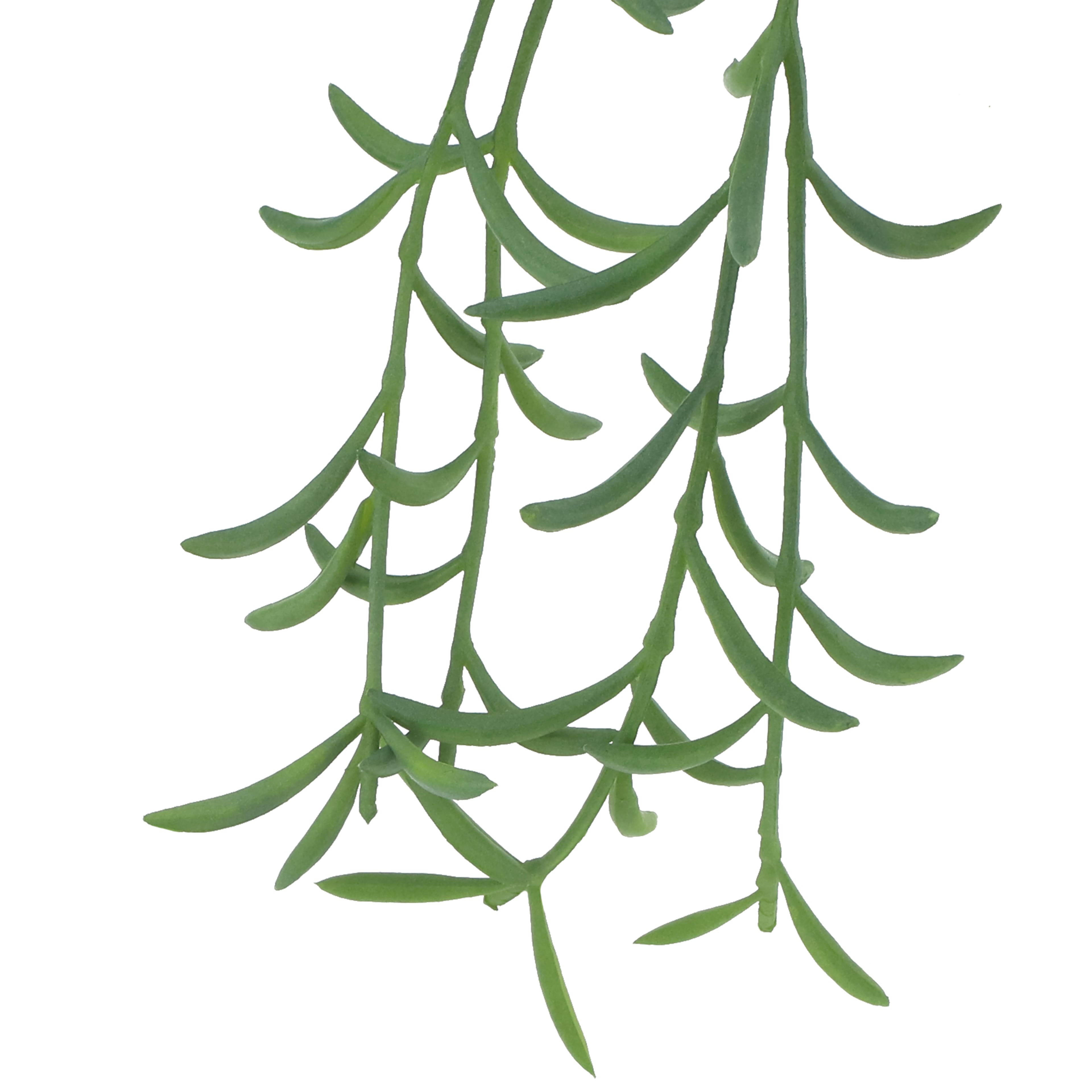 11&#x22; Senecio Peregrinus Pick by Ashland&#xAE;