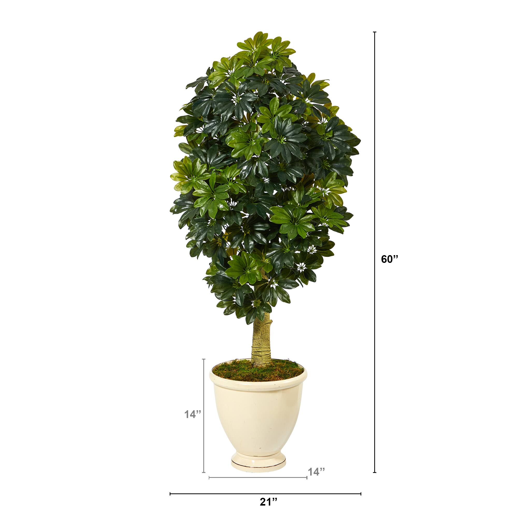5ft. Schefflera Tree in Decorative Urn