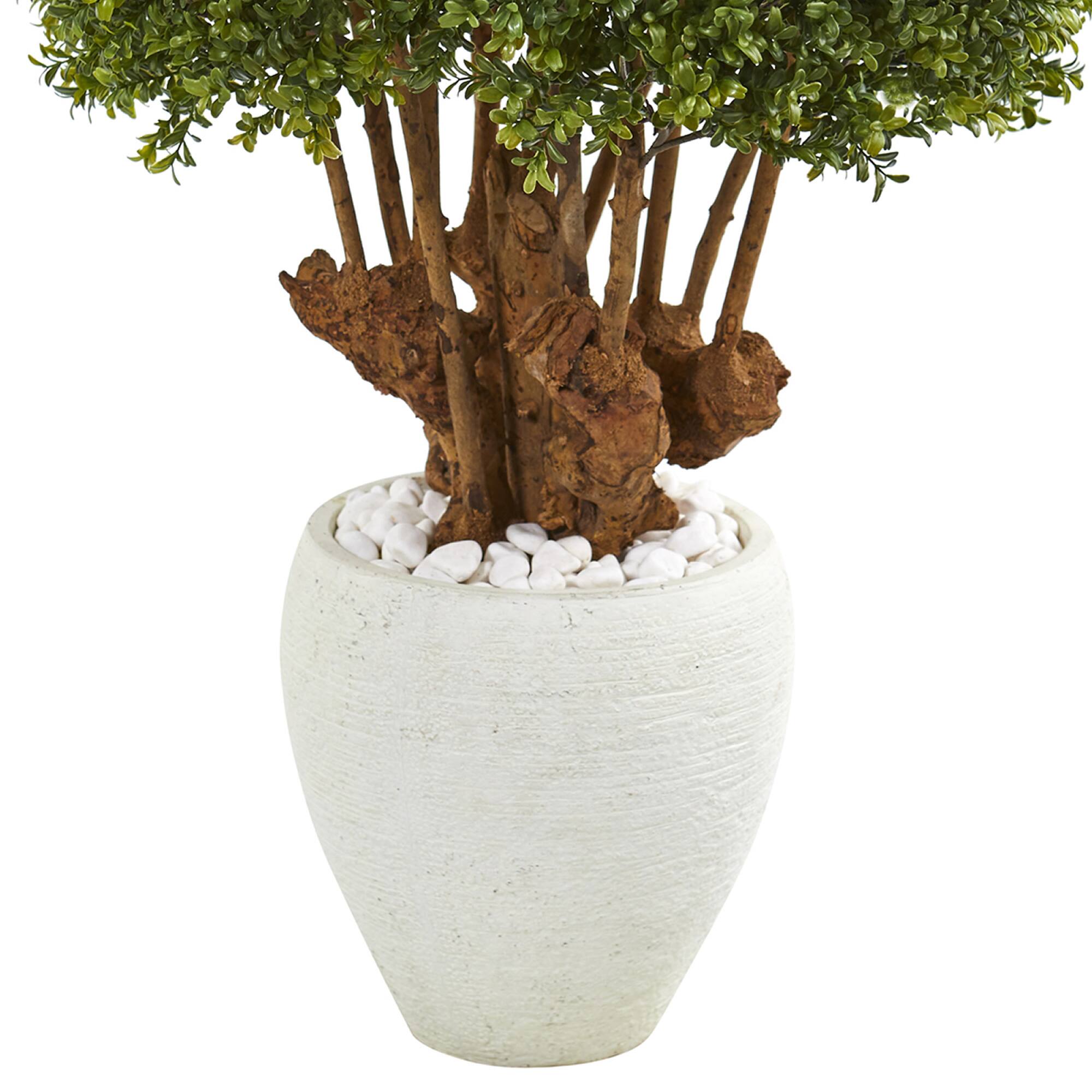 3.5ft. Boxwood Topiary Tree in White Planter