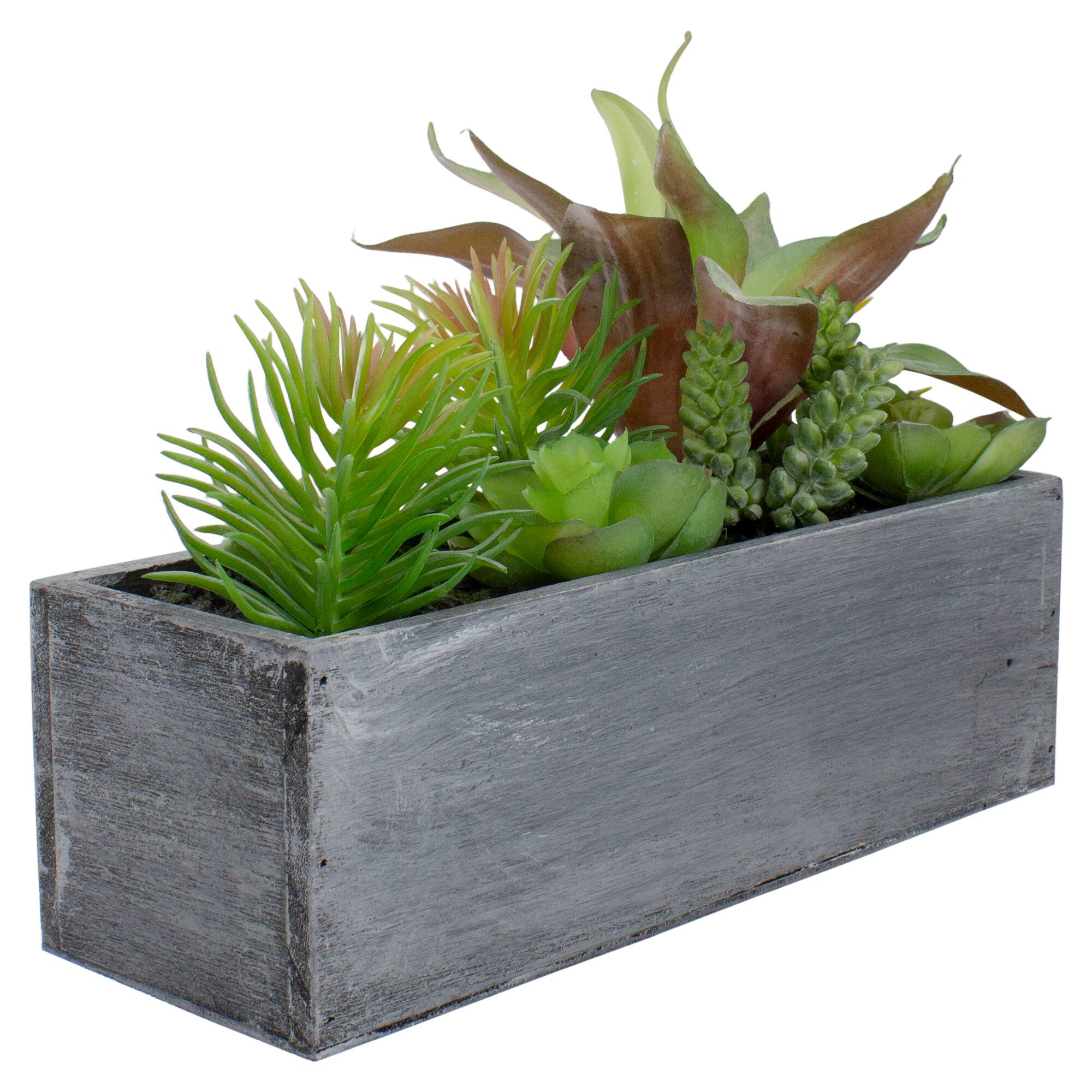 12" Mixed Succulent Plants in Rectangular Planter