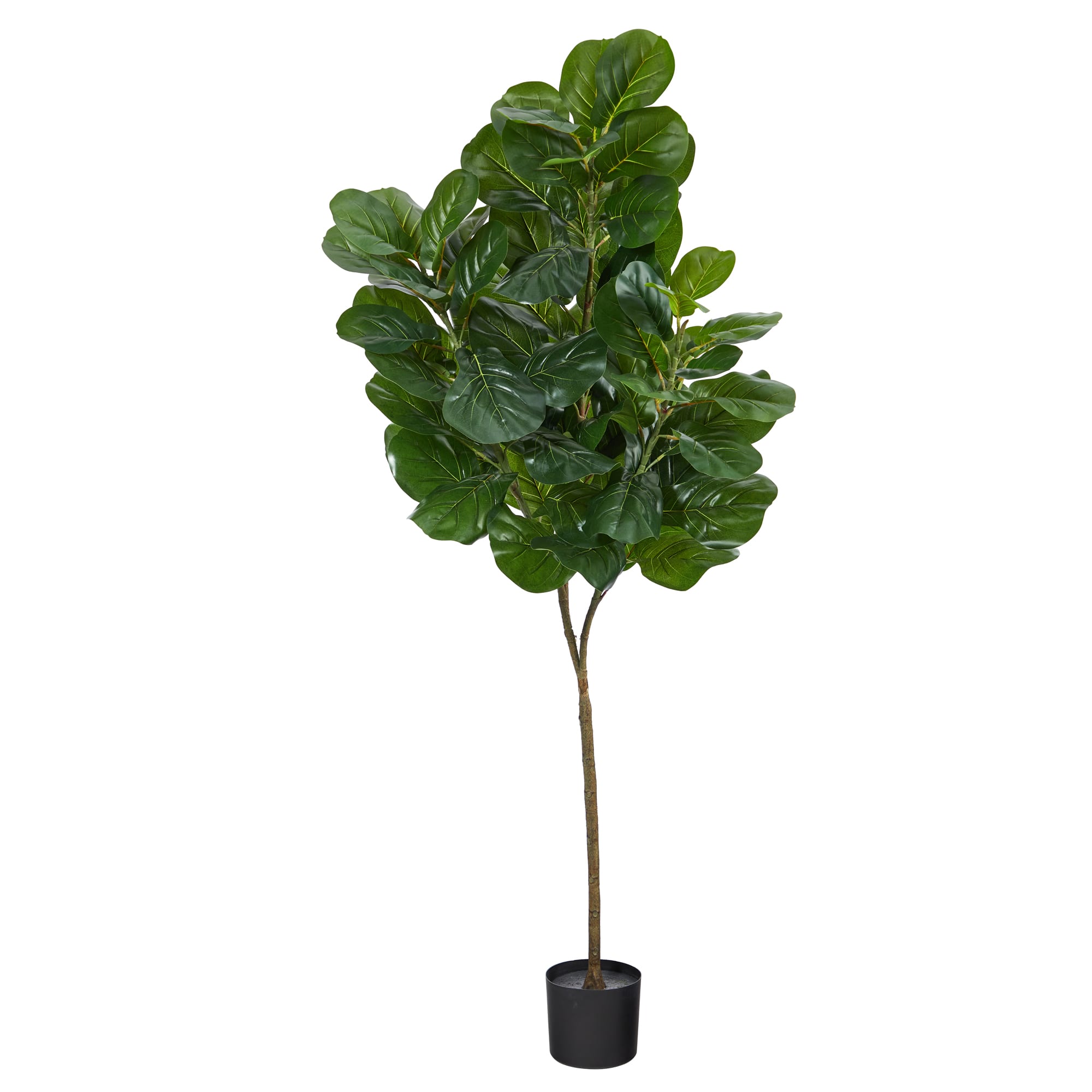 6ft. Potted Fiddle Leaf Fig Tree