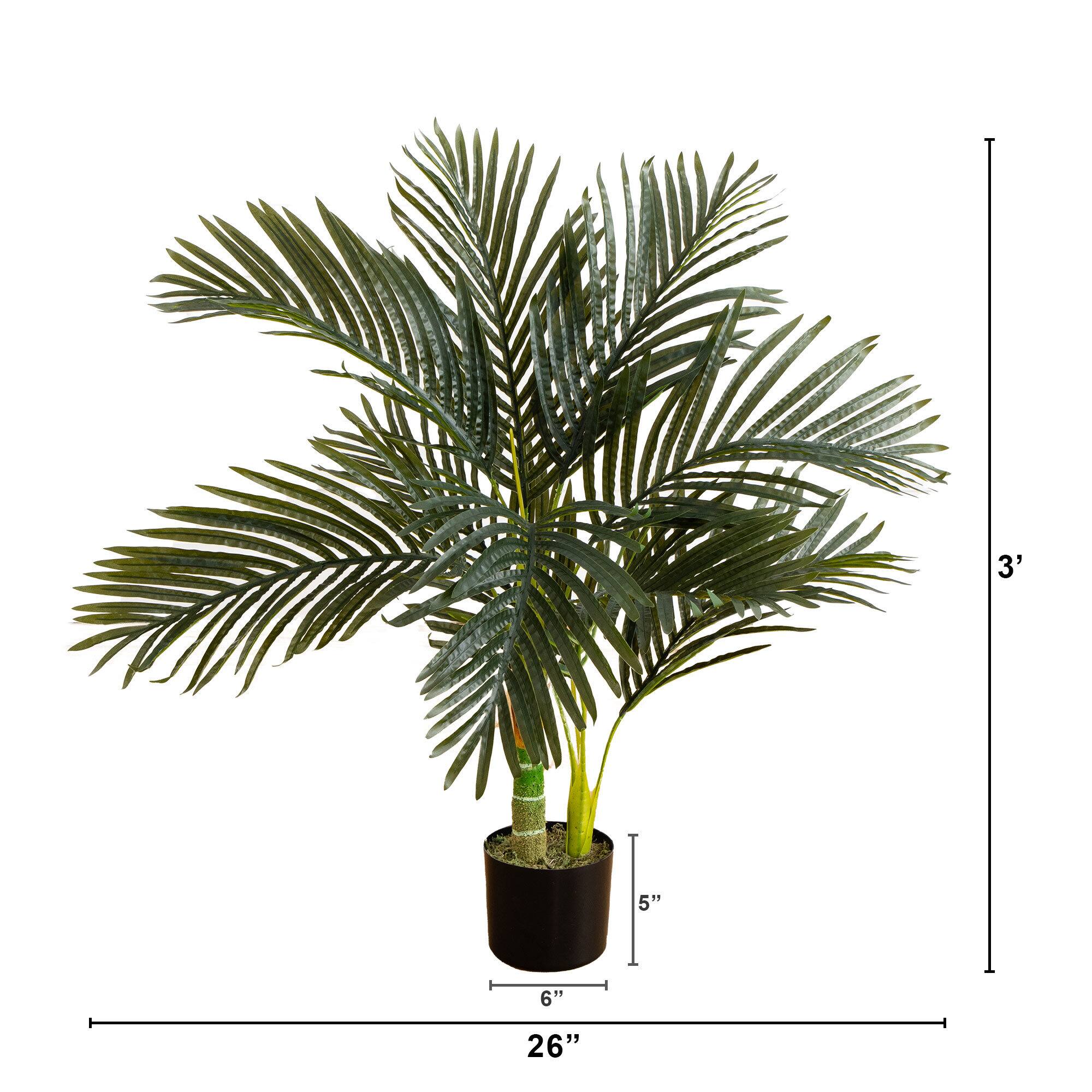3ft. Potted Golden Cane Palm Tree