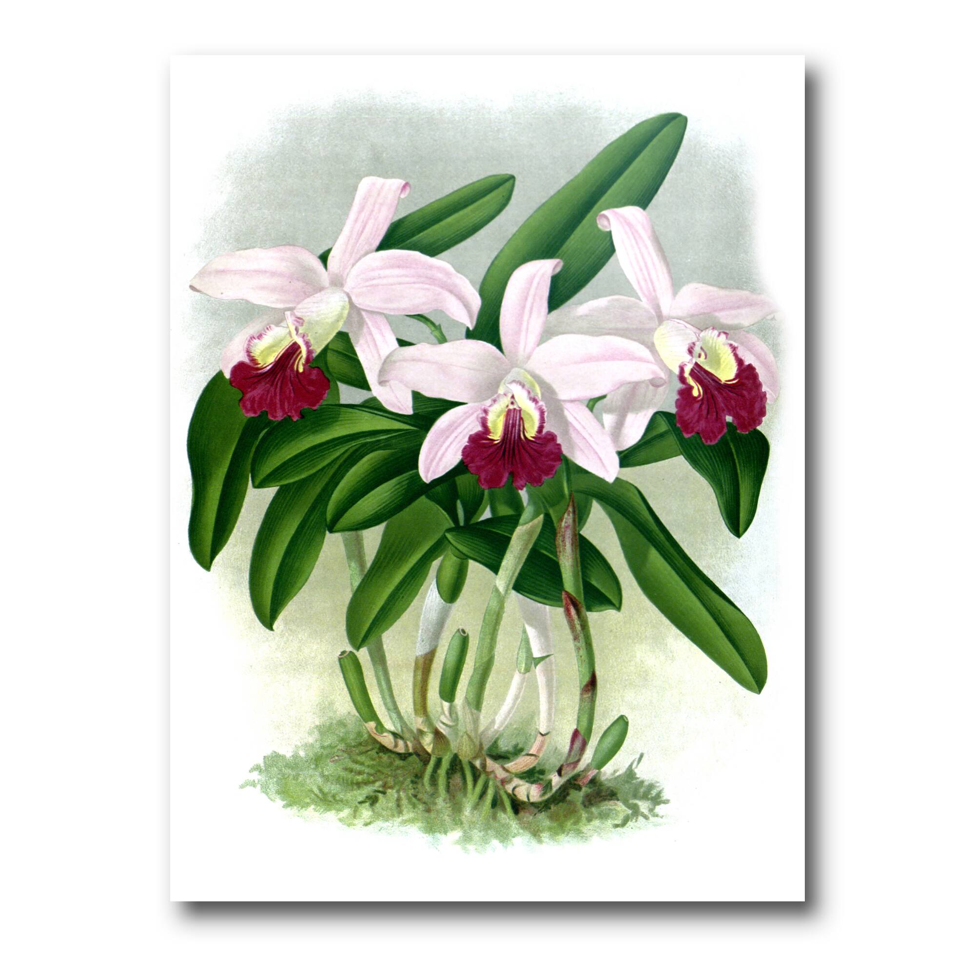 Designart - Vintage White Orchid Flower I - Traditional Canvas Wall Art Print