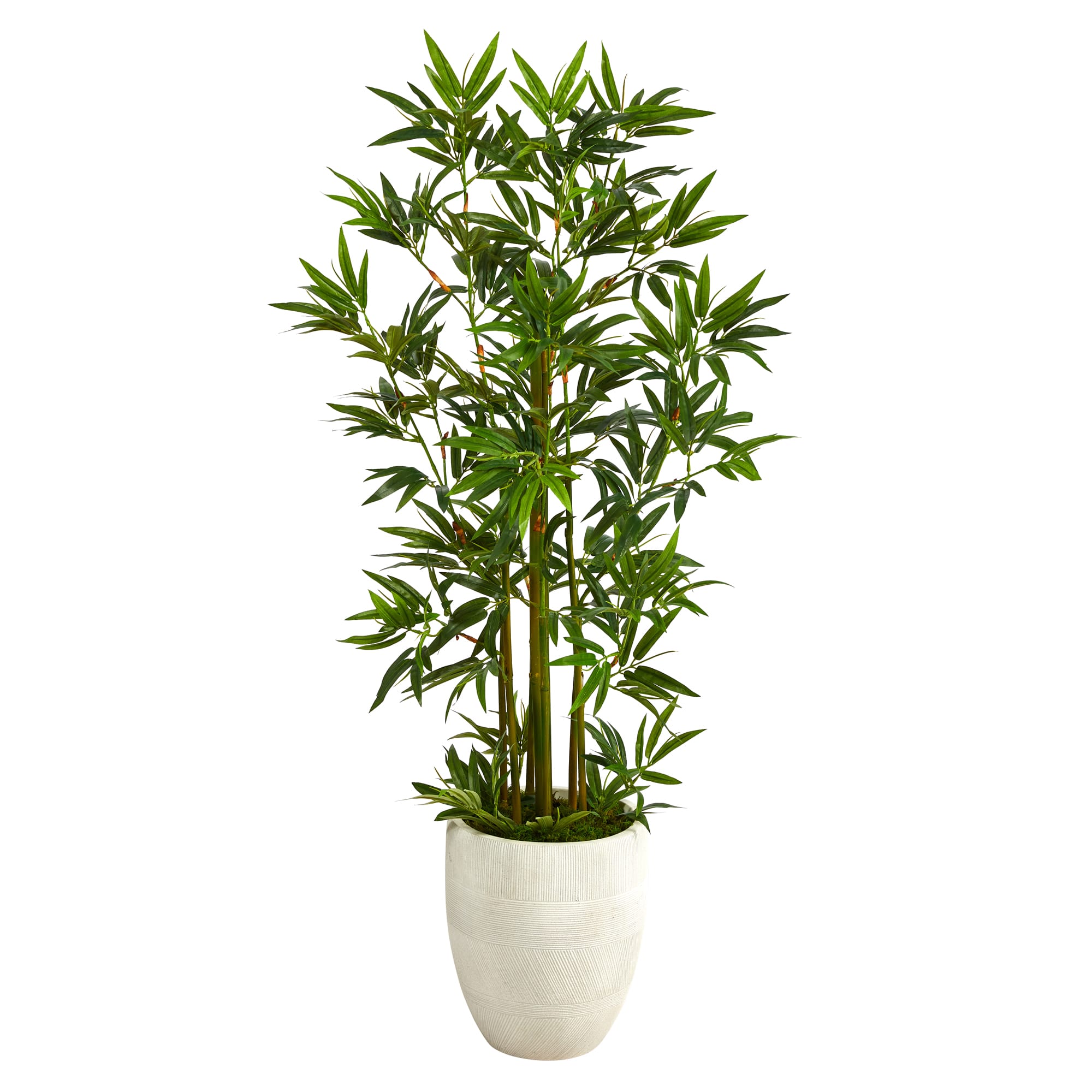 4ft. Bamboo Palm Tree in White Planter