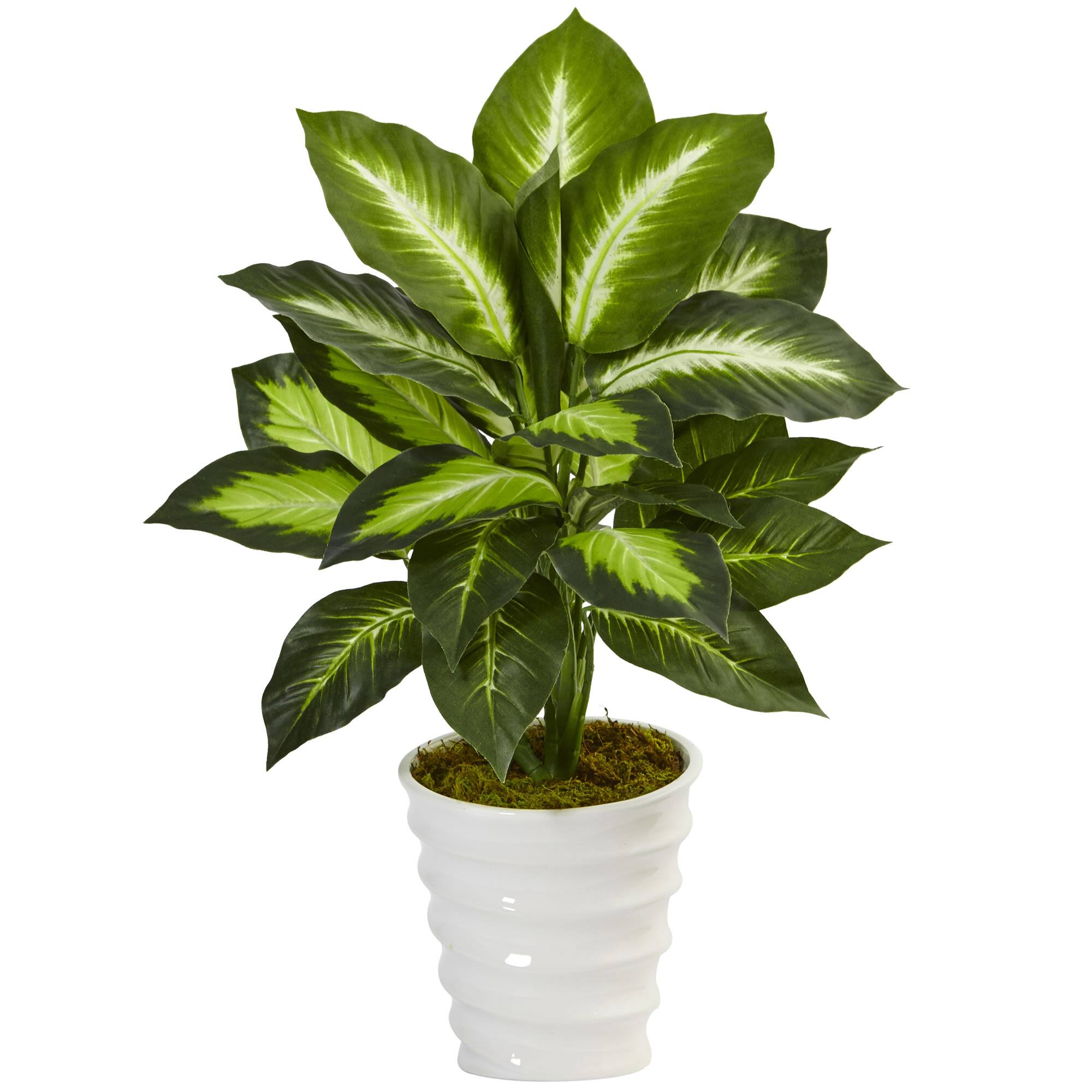 22" Potted Dieffenbachia in White Decorative Planter