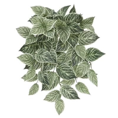 23" Philodendron Birkin Hanging Bush by Ashland® image