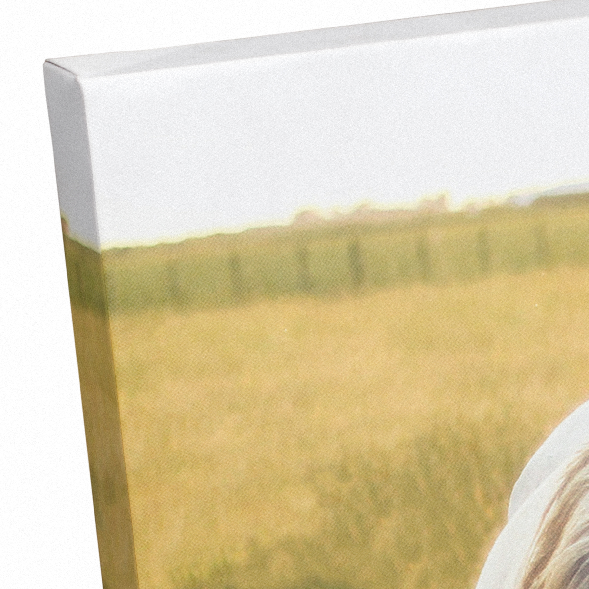 Sunlit Horses 30" x 20" Canvas Wall Art