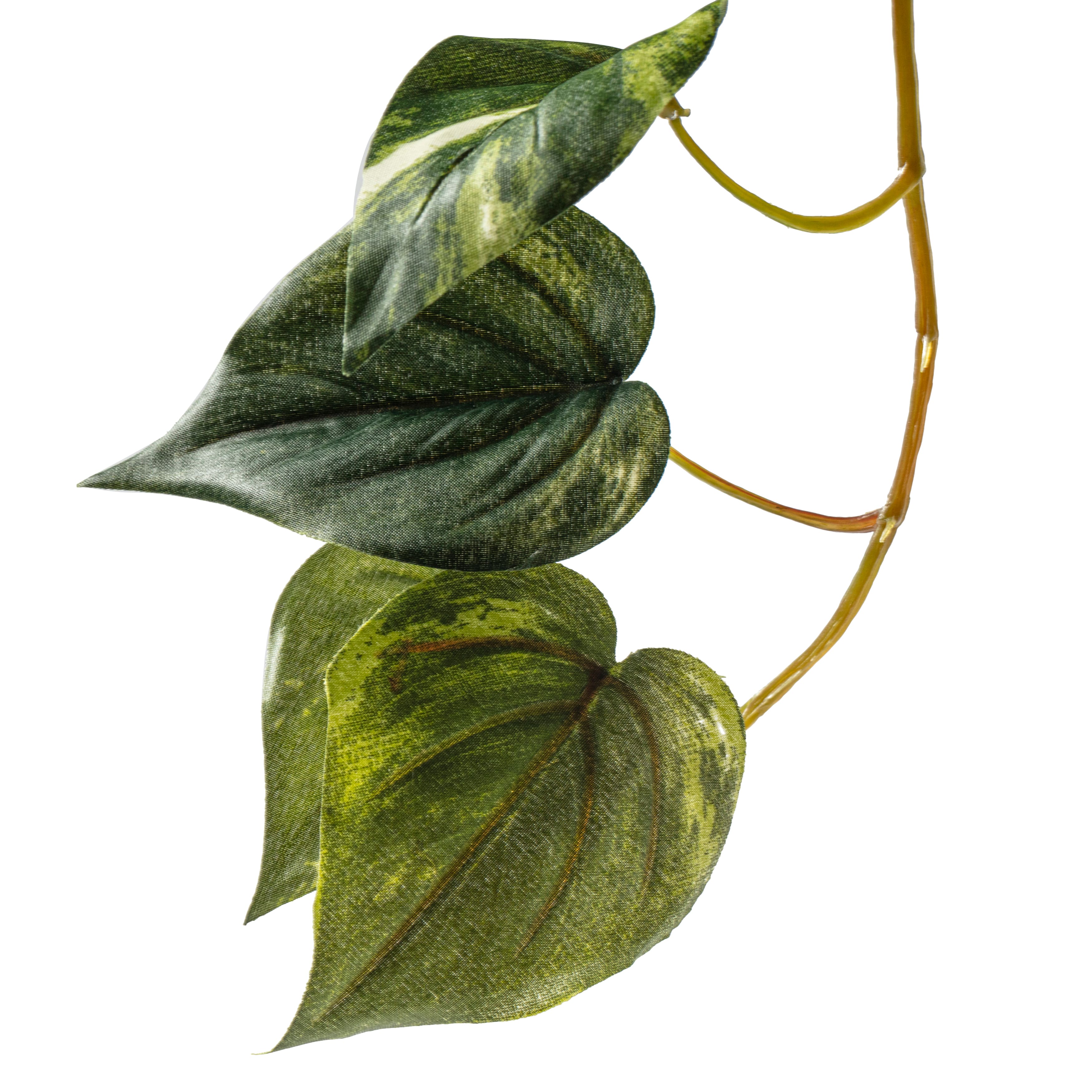 Hanging Pothos Bush by Ashland®