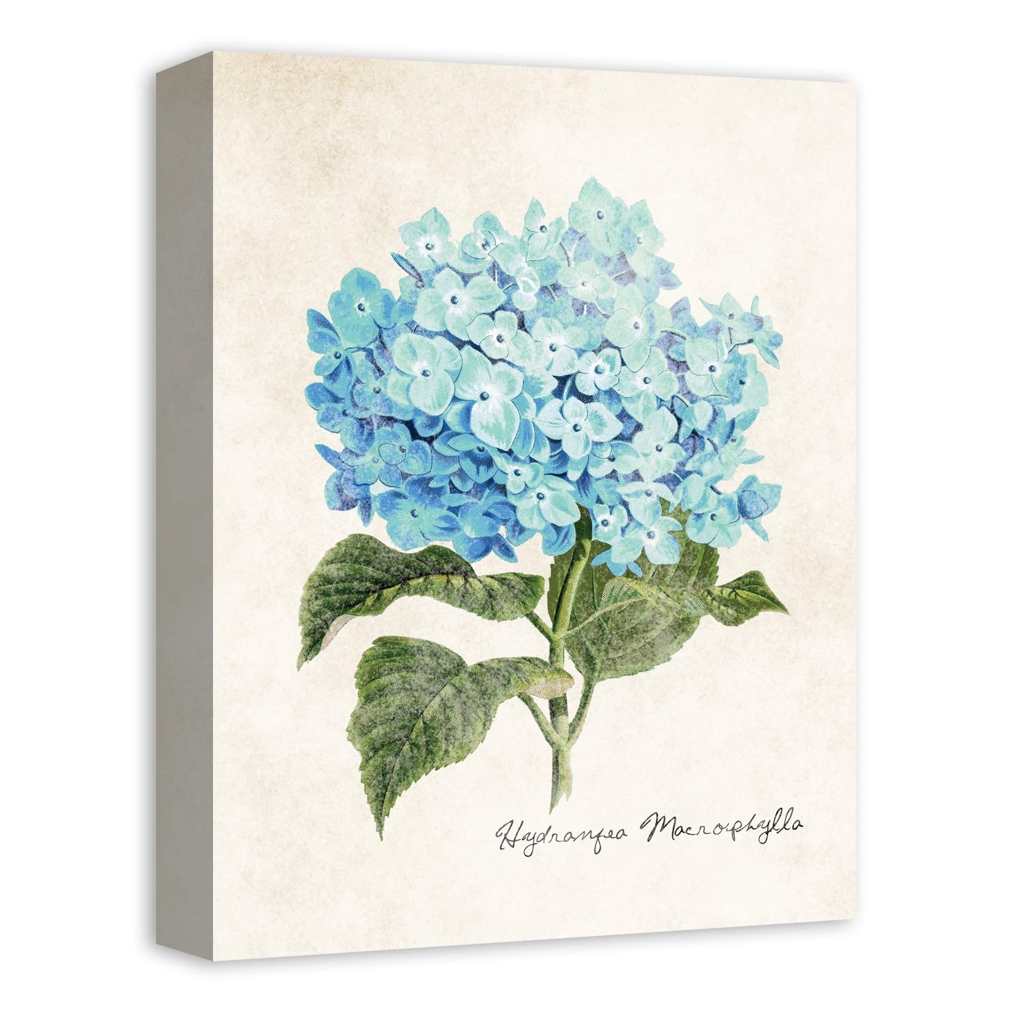 Hydrangea Illustration 12" x 16" Canvas Wall Art