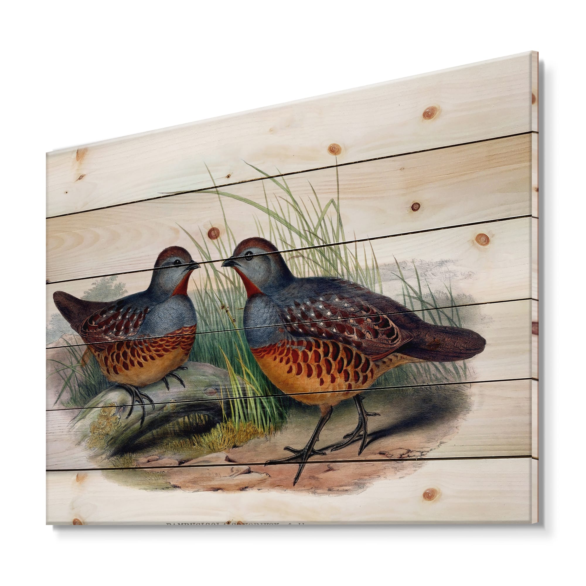 Designart - Vintage Birds In The Wild VII - Traditional Print on Natural Pine Wood
