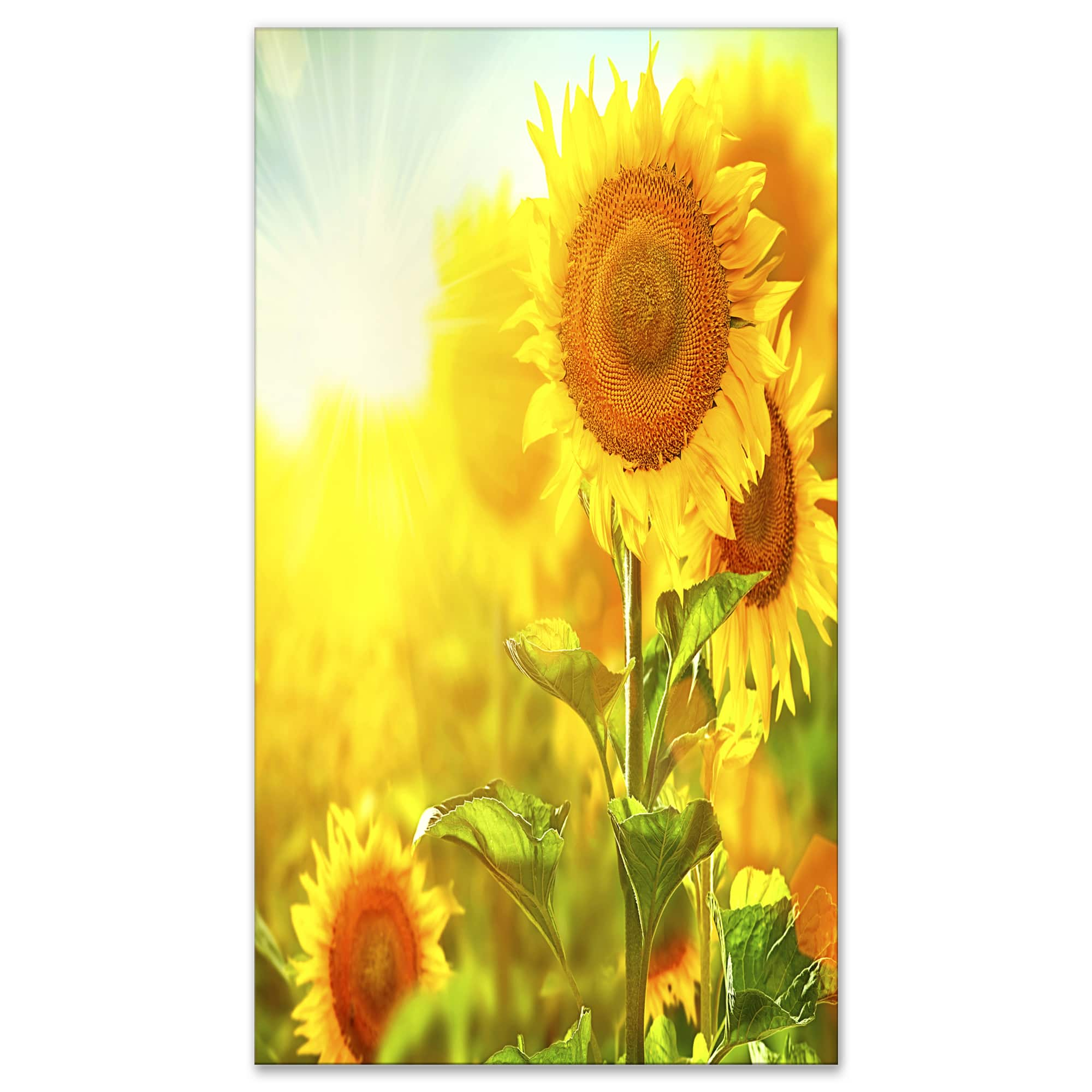 Designart - Bright Sunflowers Blooming on Field - Large Animal Canvas Art Print