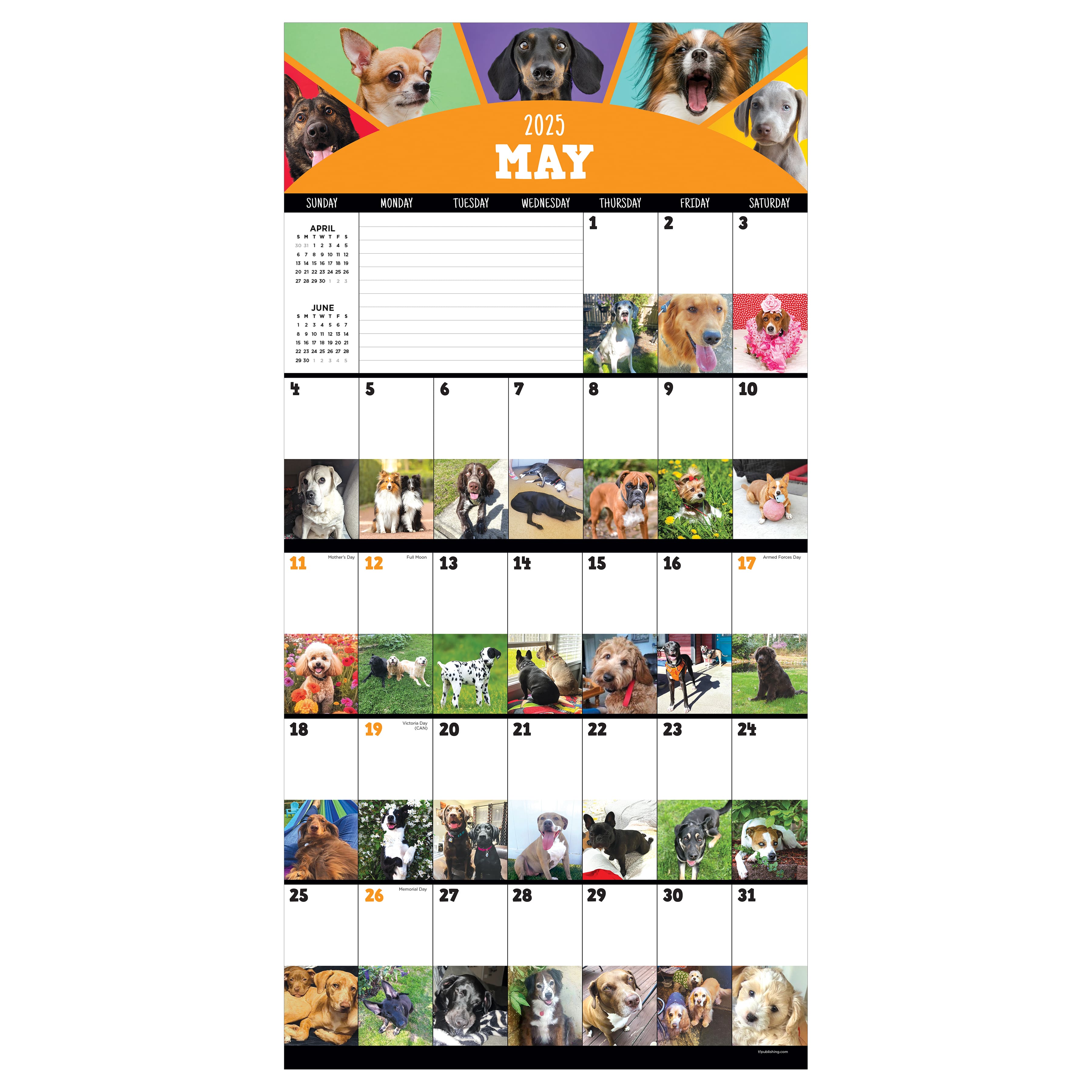 TF Publishing 2025 Dog-a-Day Wall Calendar