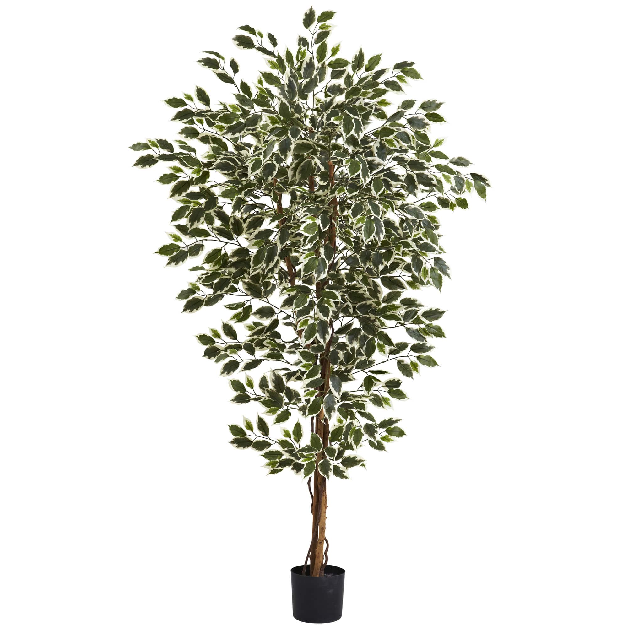 6ft. Potted Hawaiian Ficus Tree