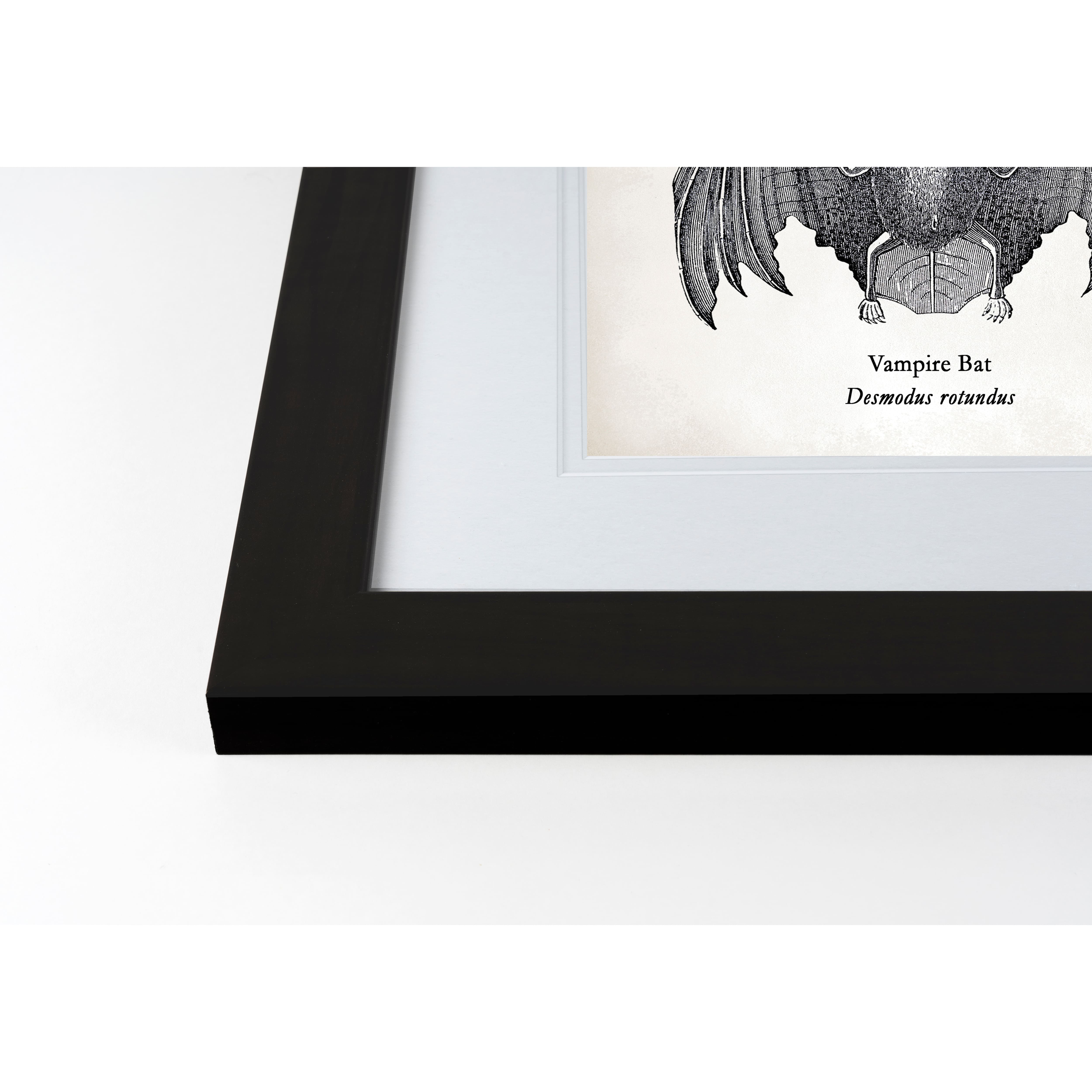 Vampire Bat Halloween Print in Black Frame