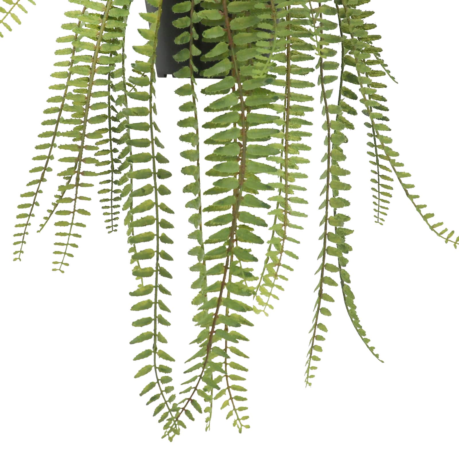20&#x22; Dripping Fern Plant by Ashland&#xAE;