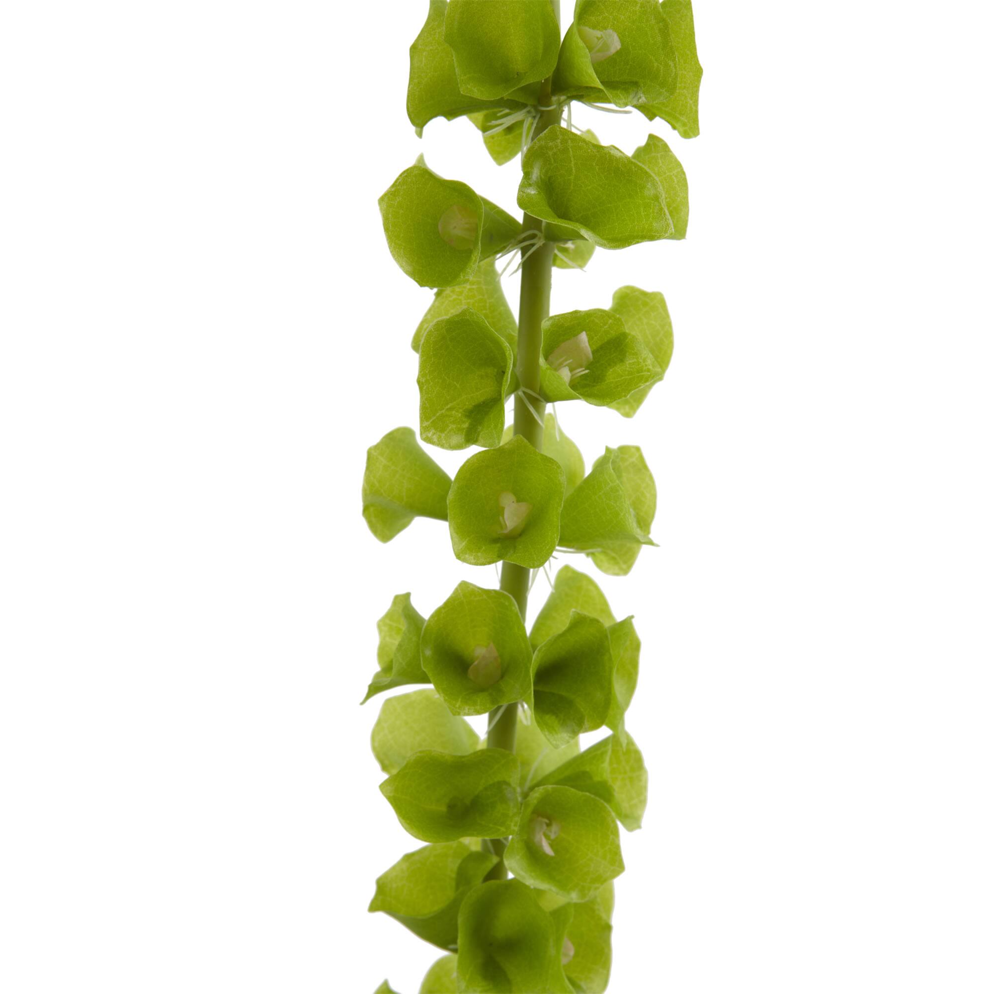 Bells of Ireland Stems, 3ct.