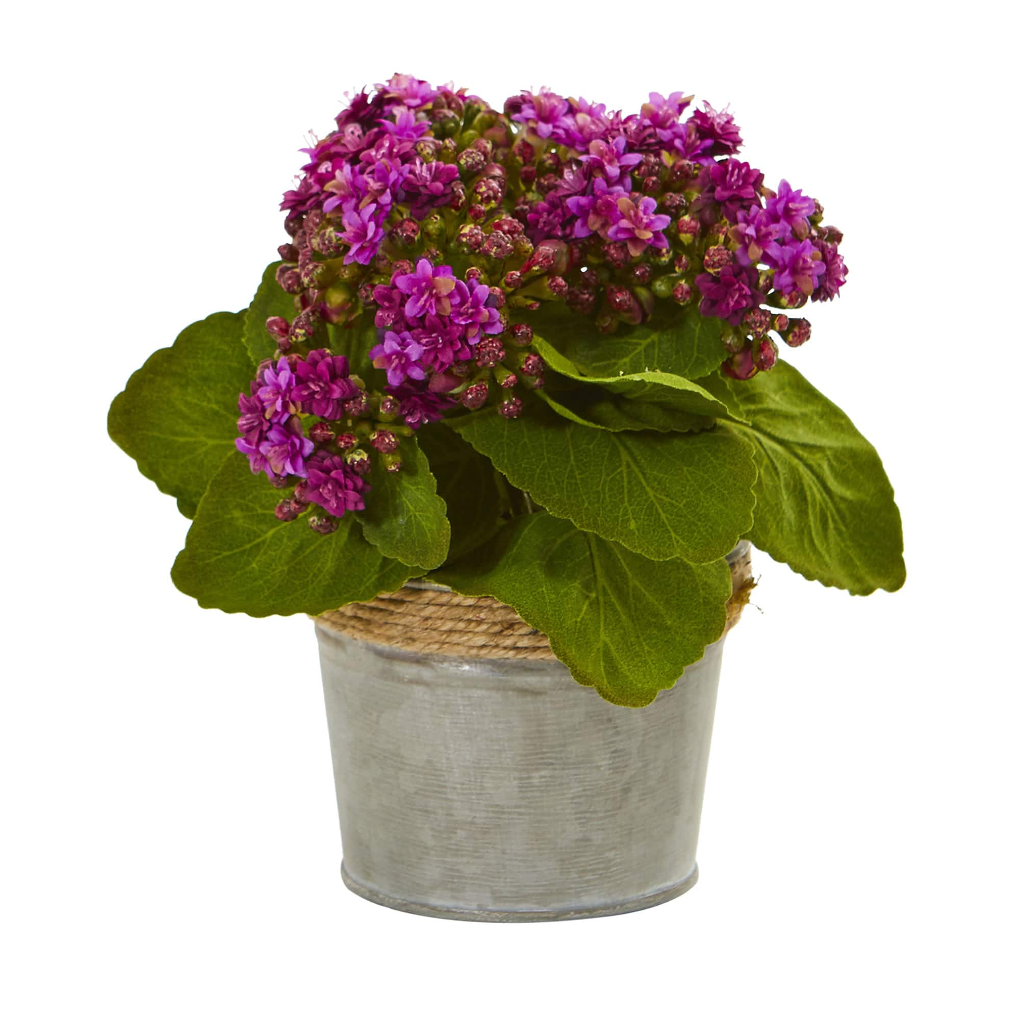 9&#x22; Kalanchoe Arrangement in Decorative Pot, 3ct.