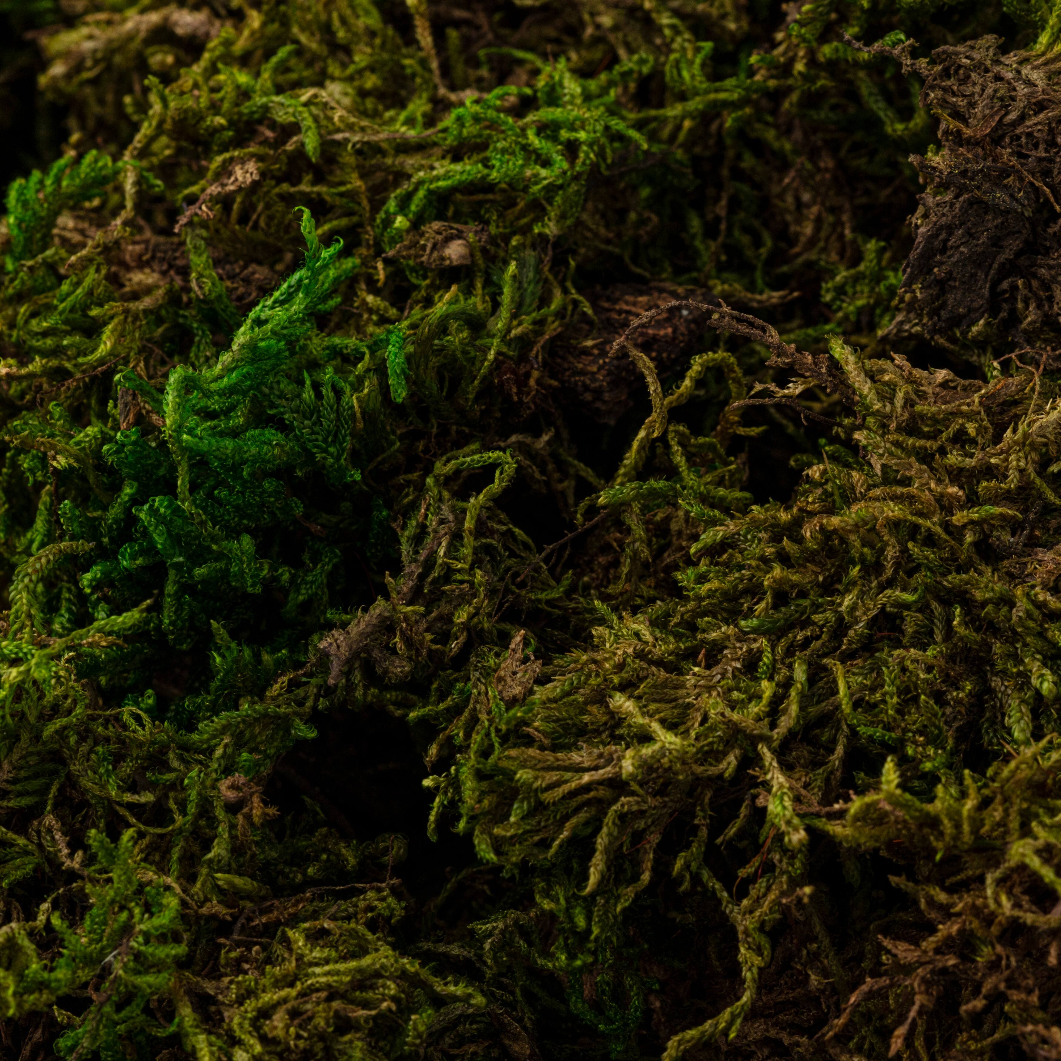 SuperMoss® Preserved Forest Moss