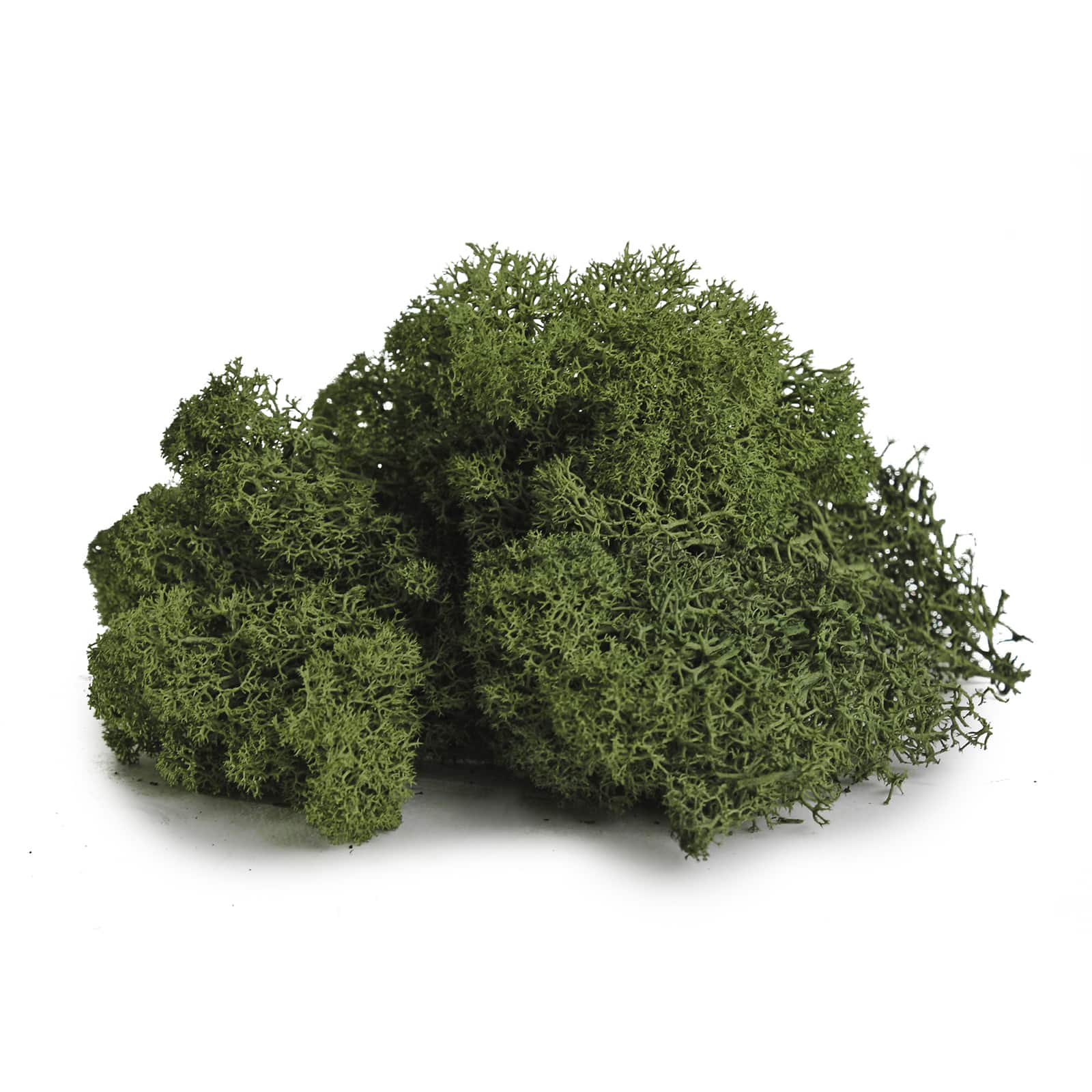 24 Pack: SuperMoss® Preserved Forest Reindeer Moss