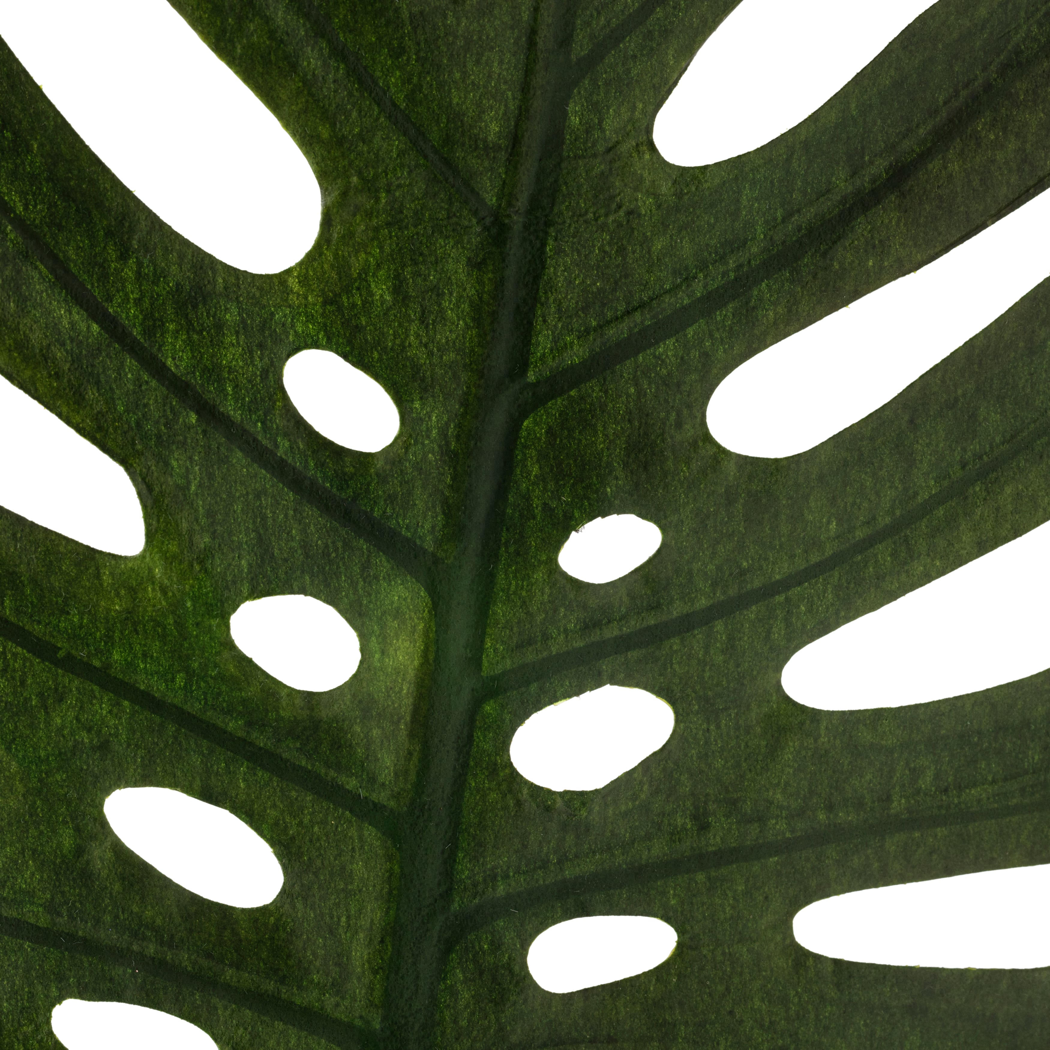 Tige de feuille de faux philodendron tropicale d’Ashland