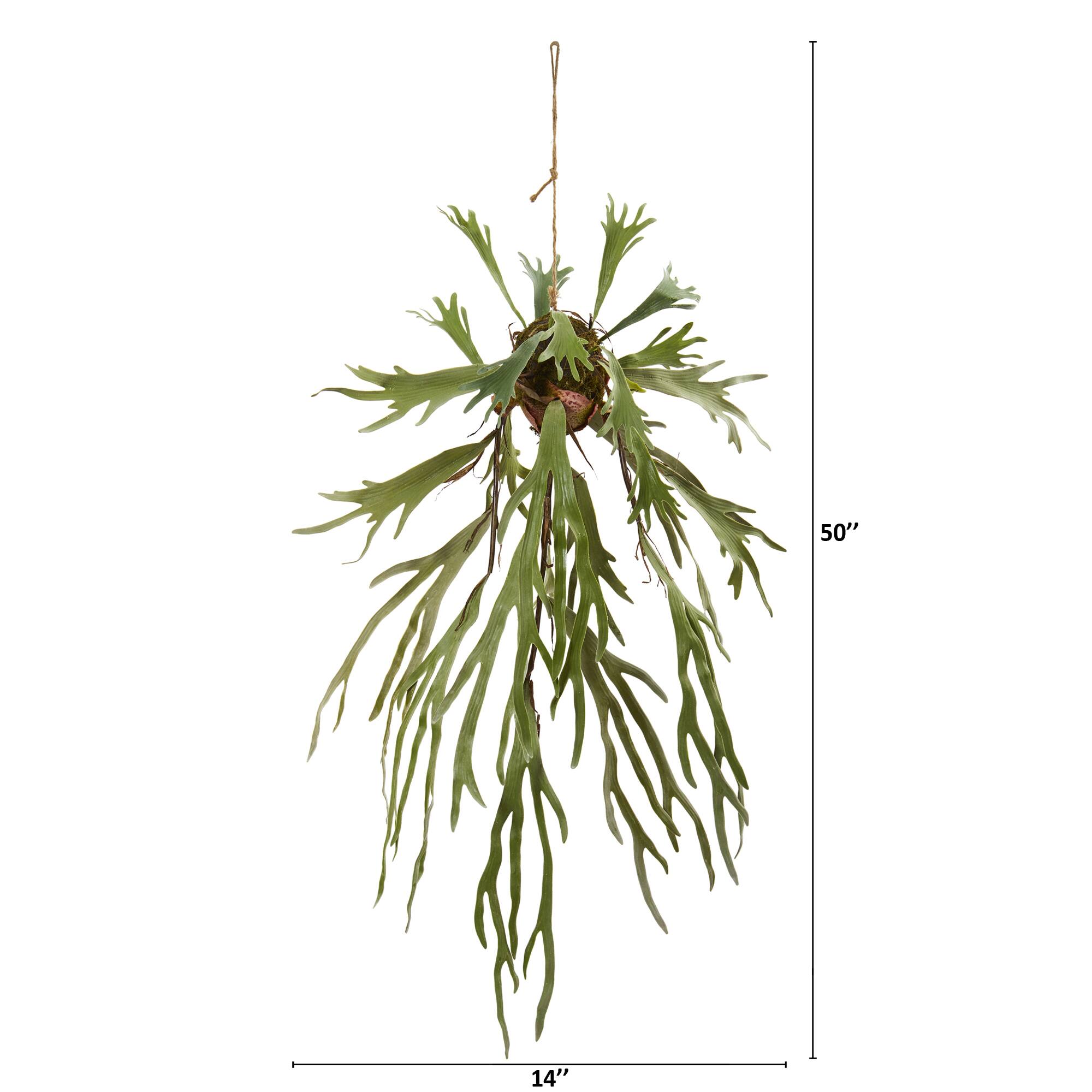 4ft. Staghorn Hanging Plant