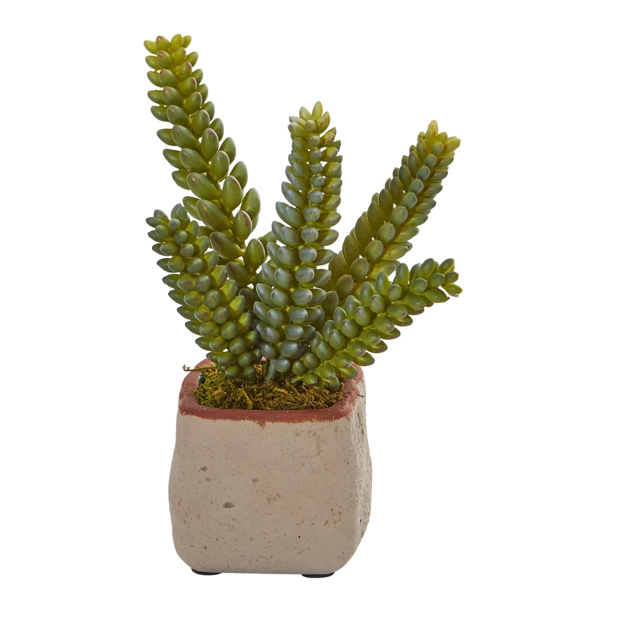 6&#x22; Potted Mixed Succulent Plants, 4ct.