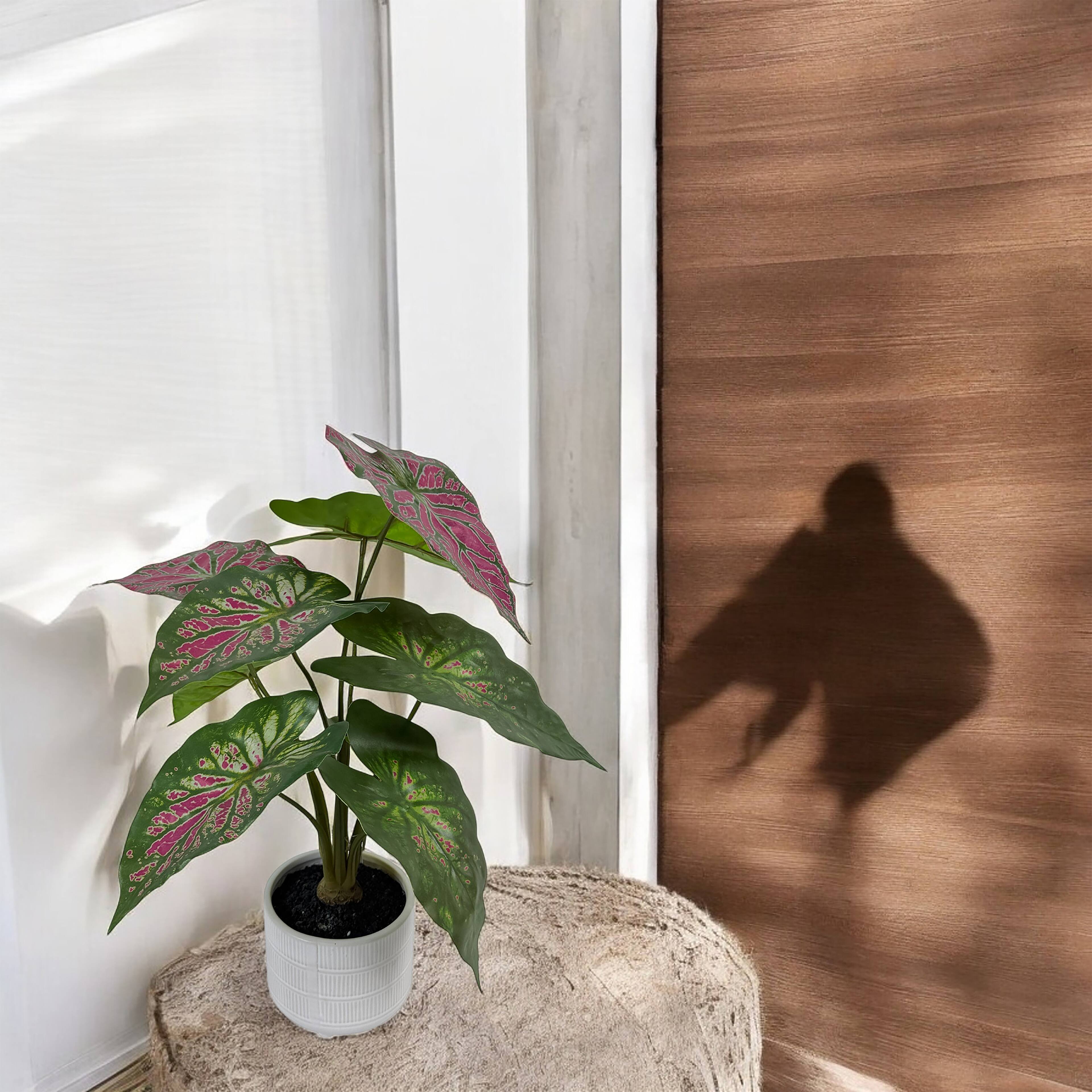 16&#x22; Caladium in White Ceramic Pot by Ashland&#xAE;