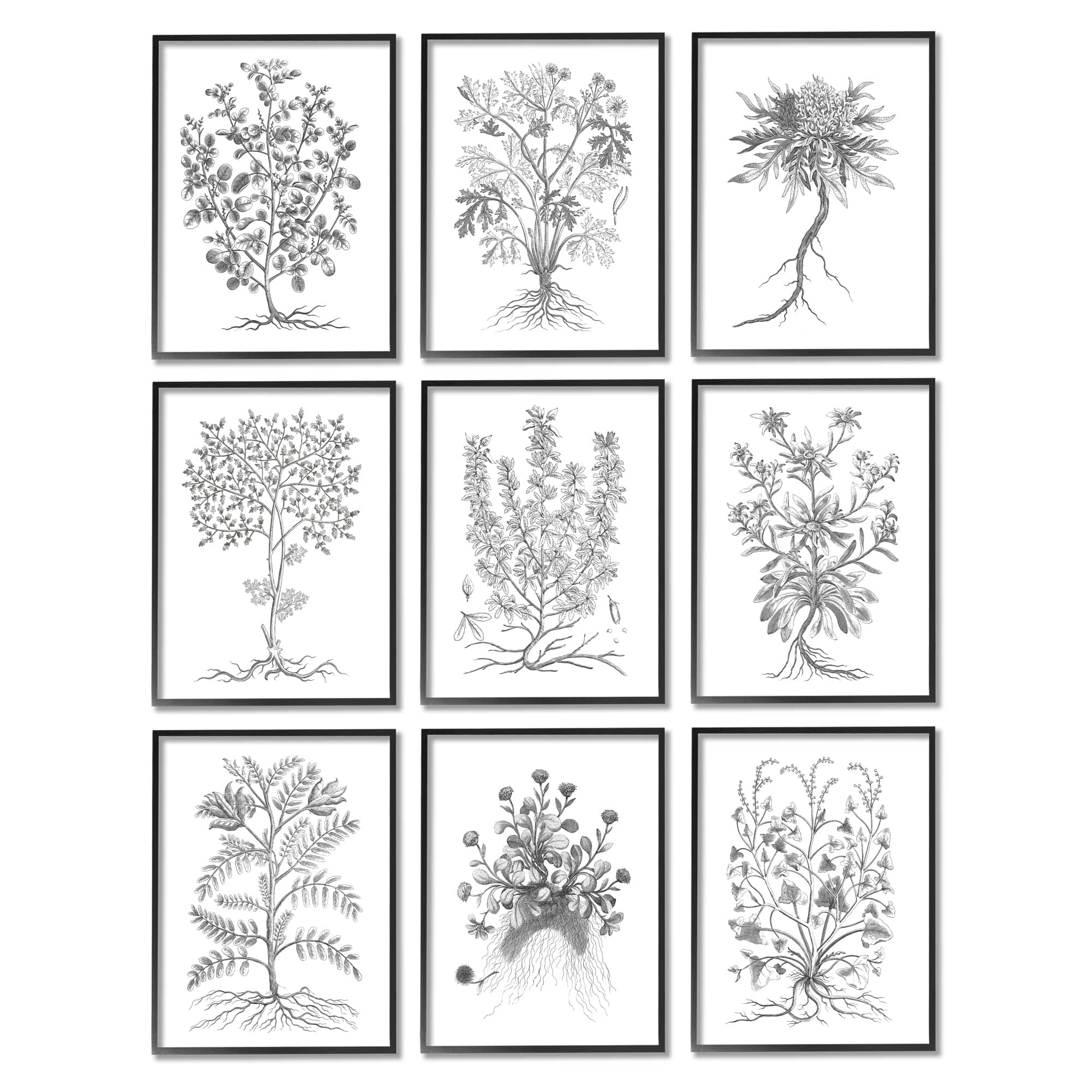 Stupell Industries Vintage Plant Study Black White Illustration Leaves Roots