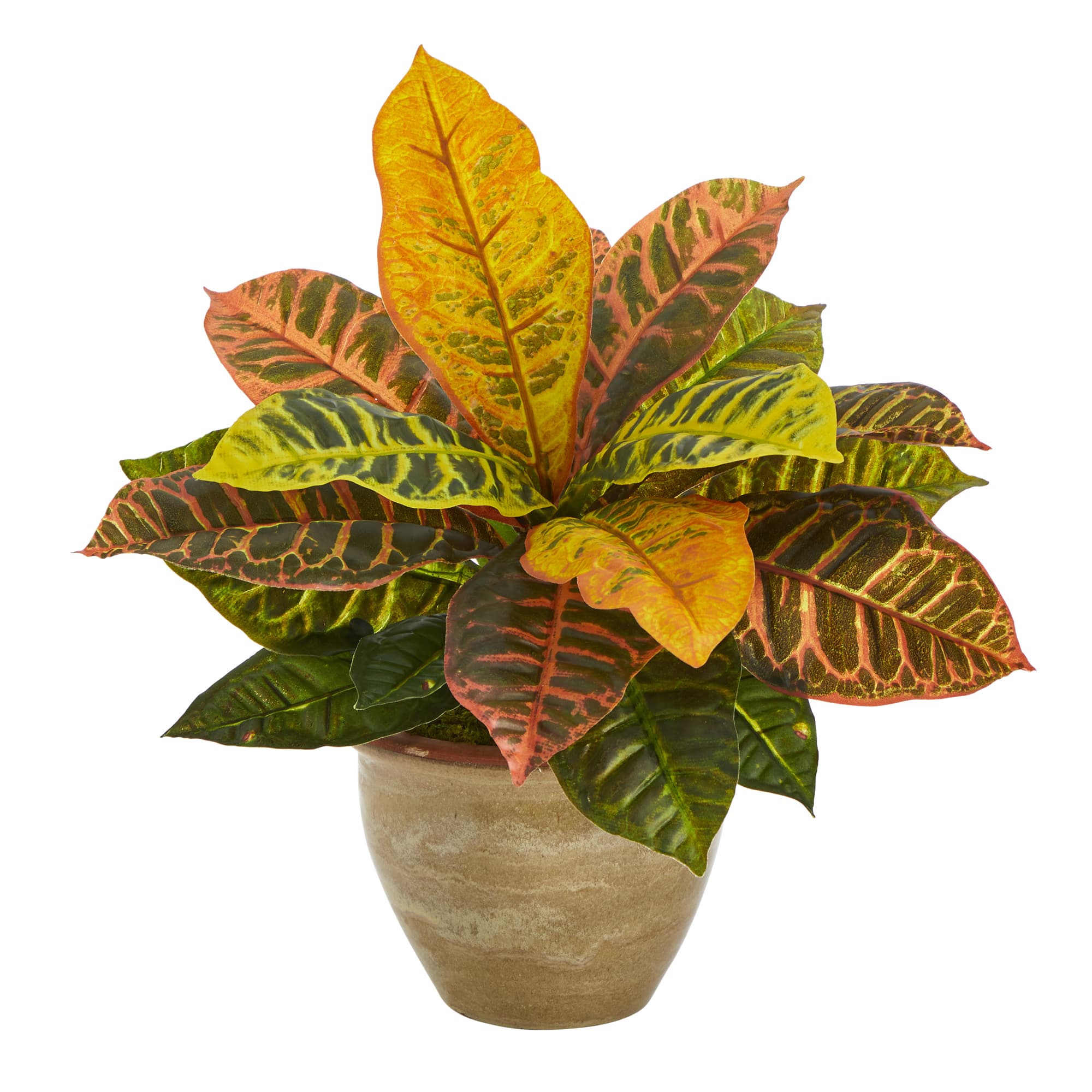 15&#x22; Garden Croton Plant in Ceramic Planter
