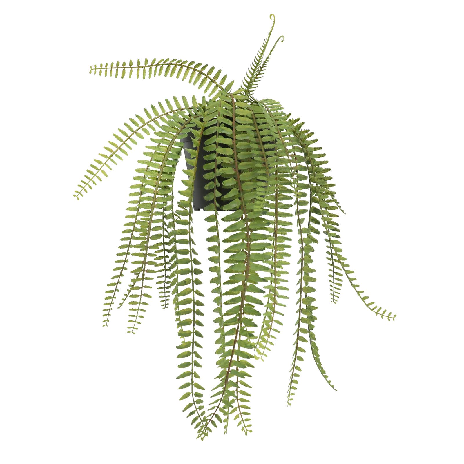 20&#x22; Dripping Fern Plant by Ashland&#xAE;