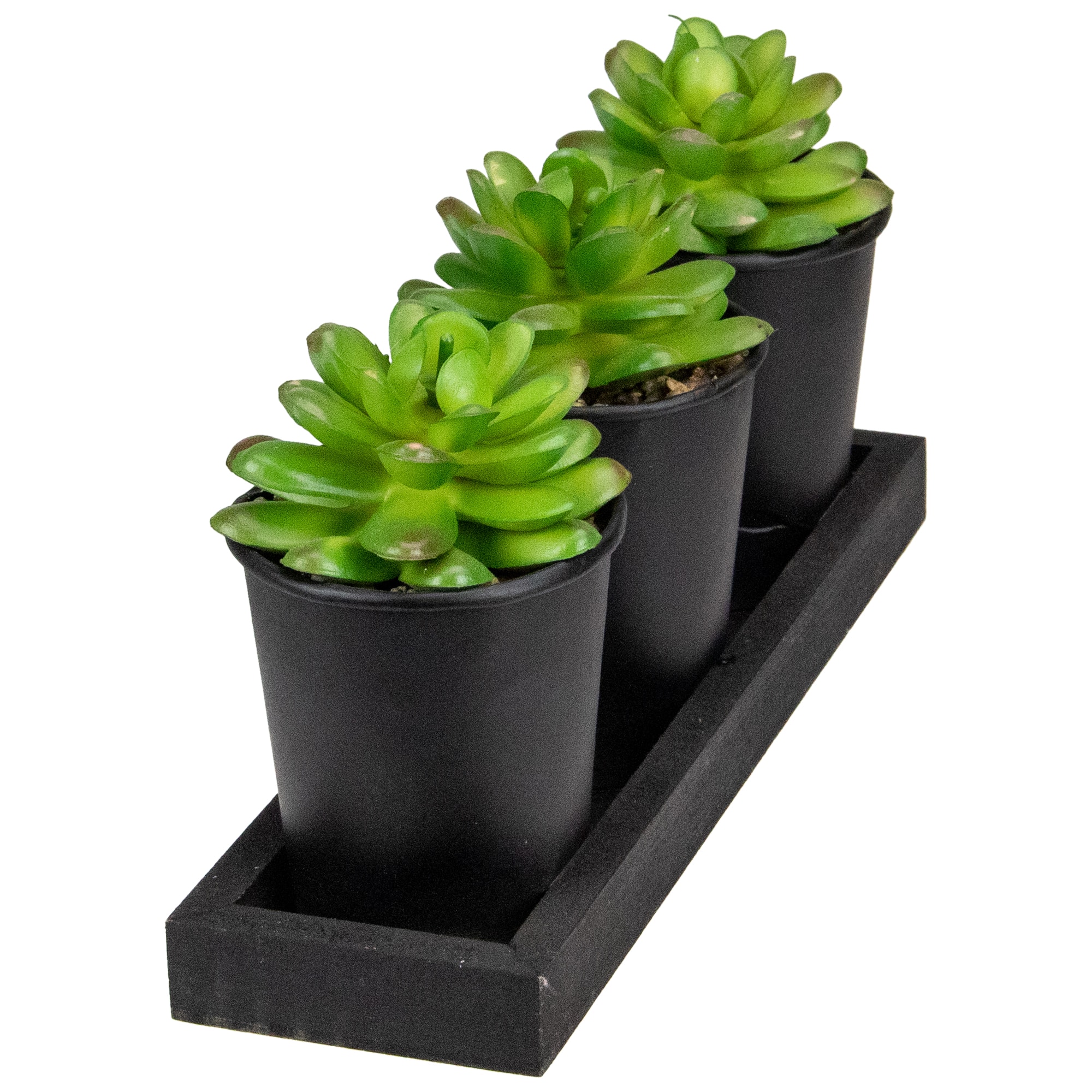 10" Potted Succulents with Wood Planter Set