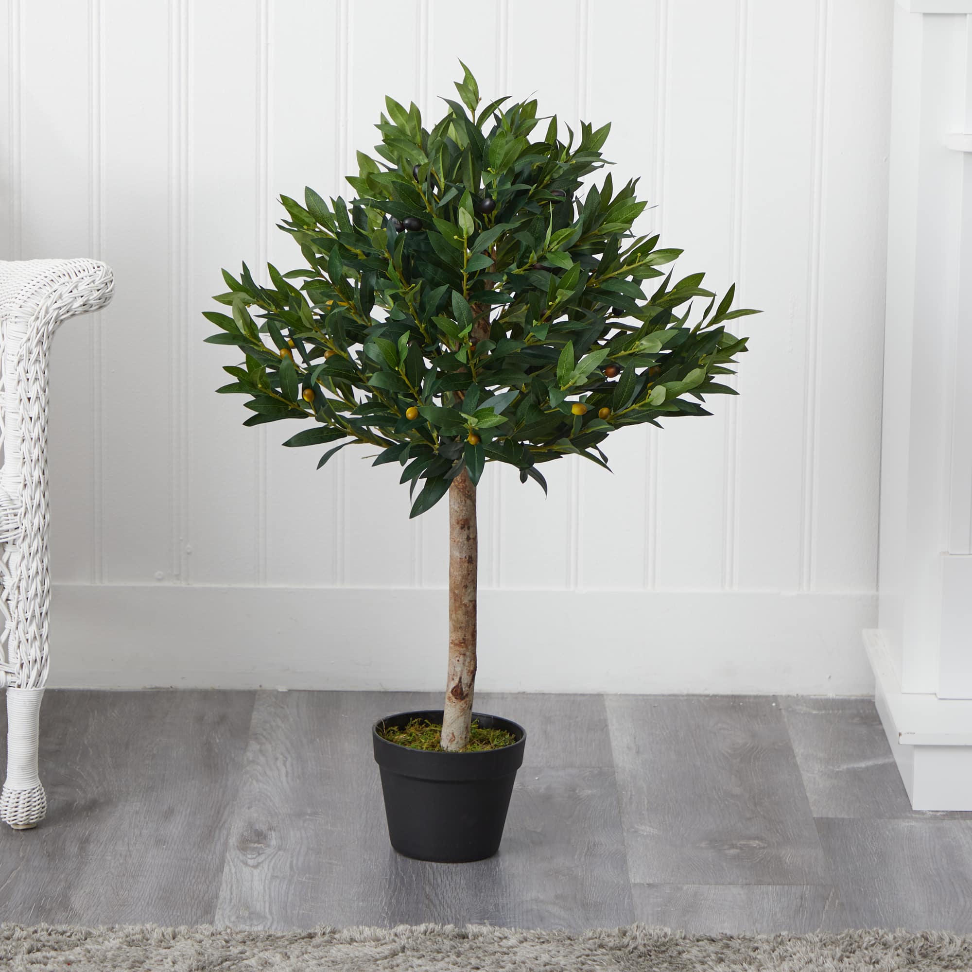 3ft. Potted Olive Topiary Tree