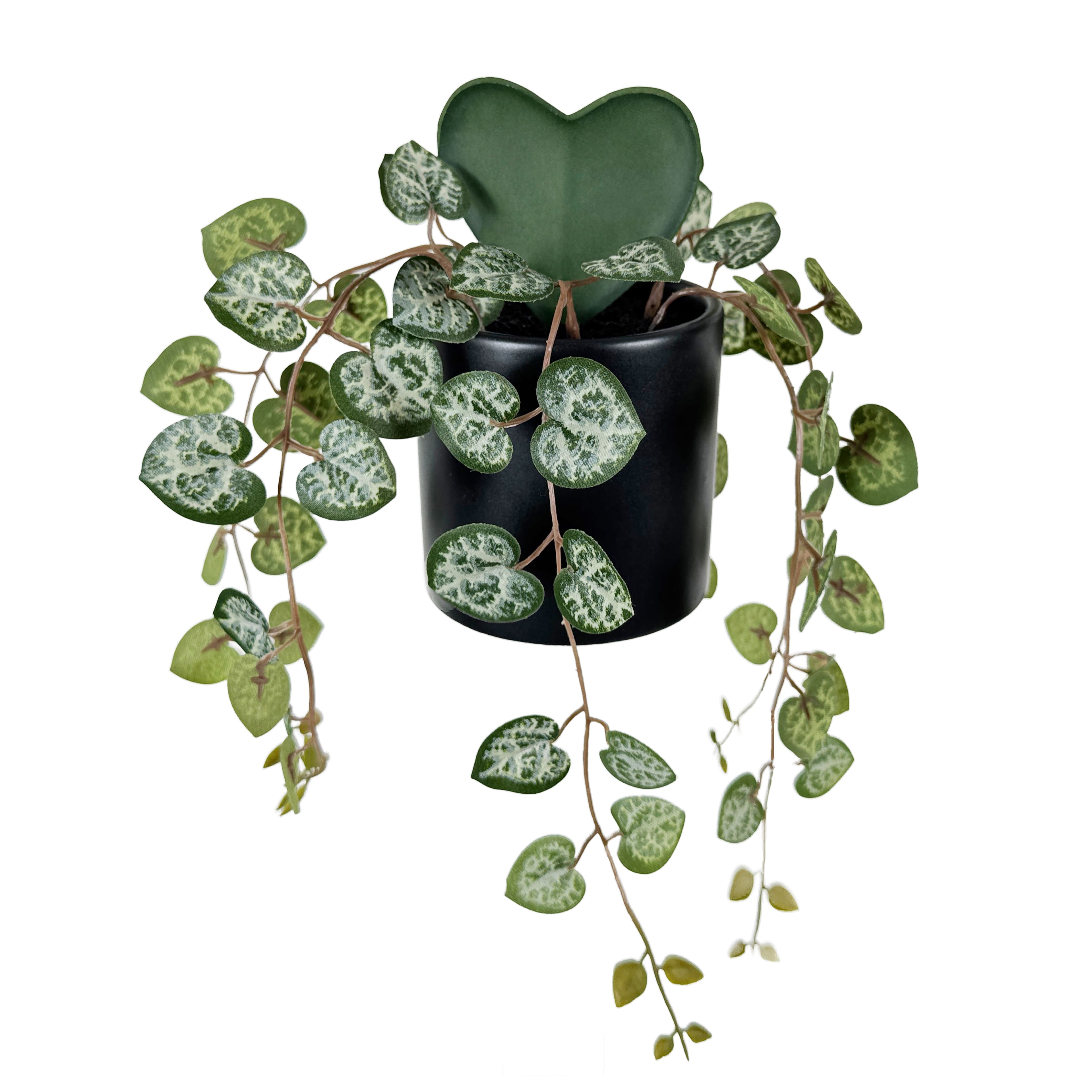 Plante hoya &#xE0; feuilles en forme de c&#x153;ur dans un pot noir de 22,9 cm d&#x2019;Ashland               
