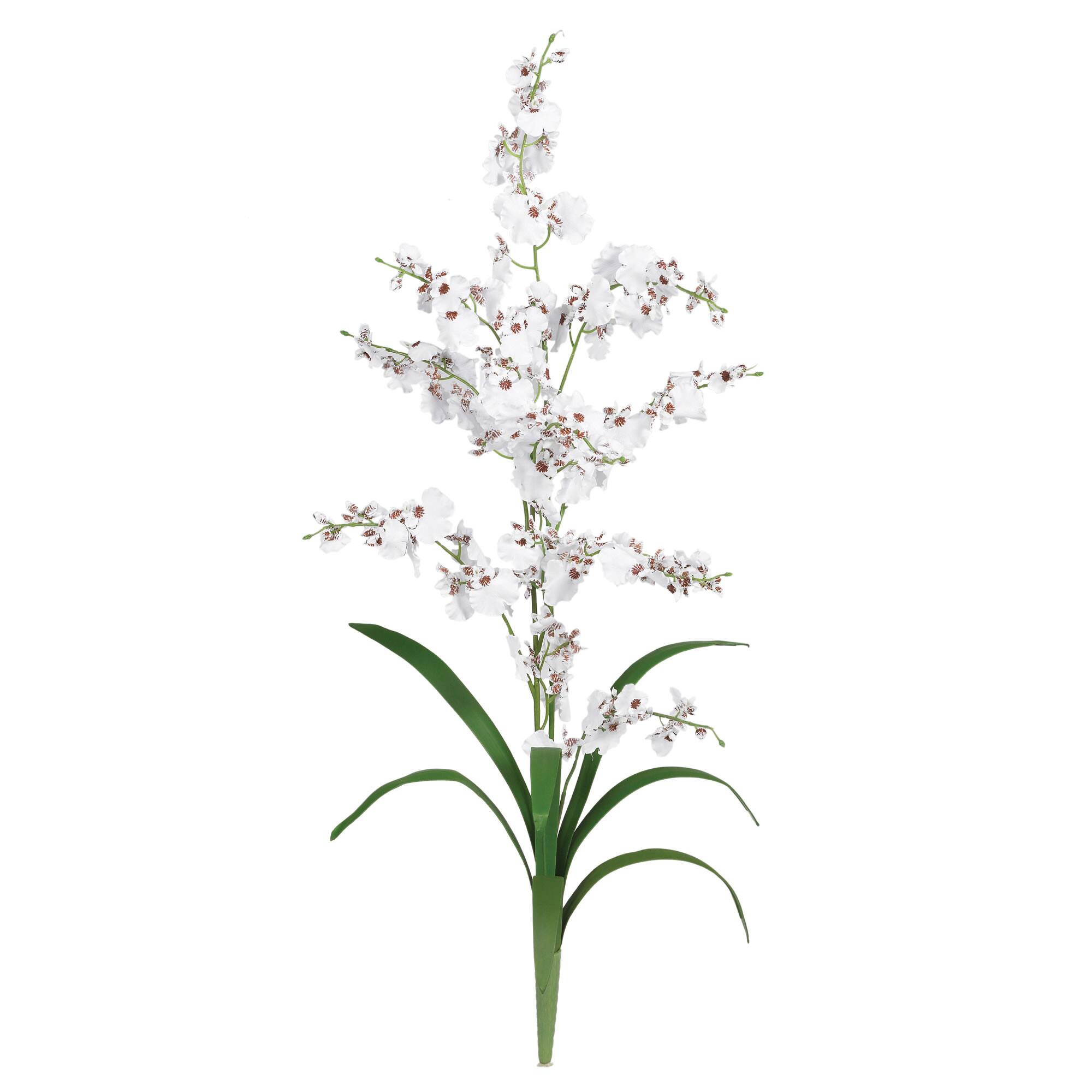 Dancing Lady Orchid Stem, 12ct.