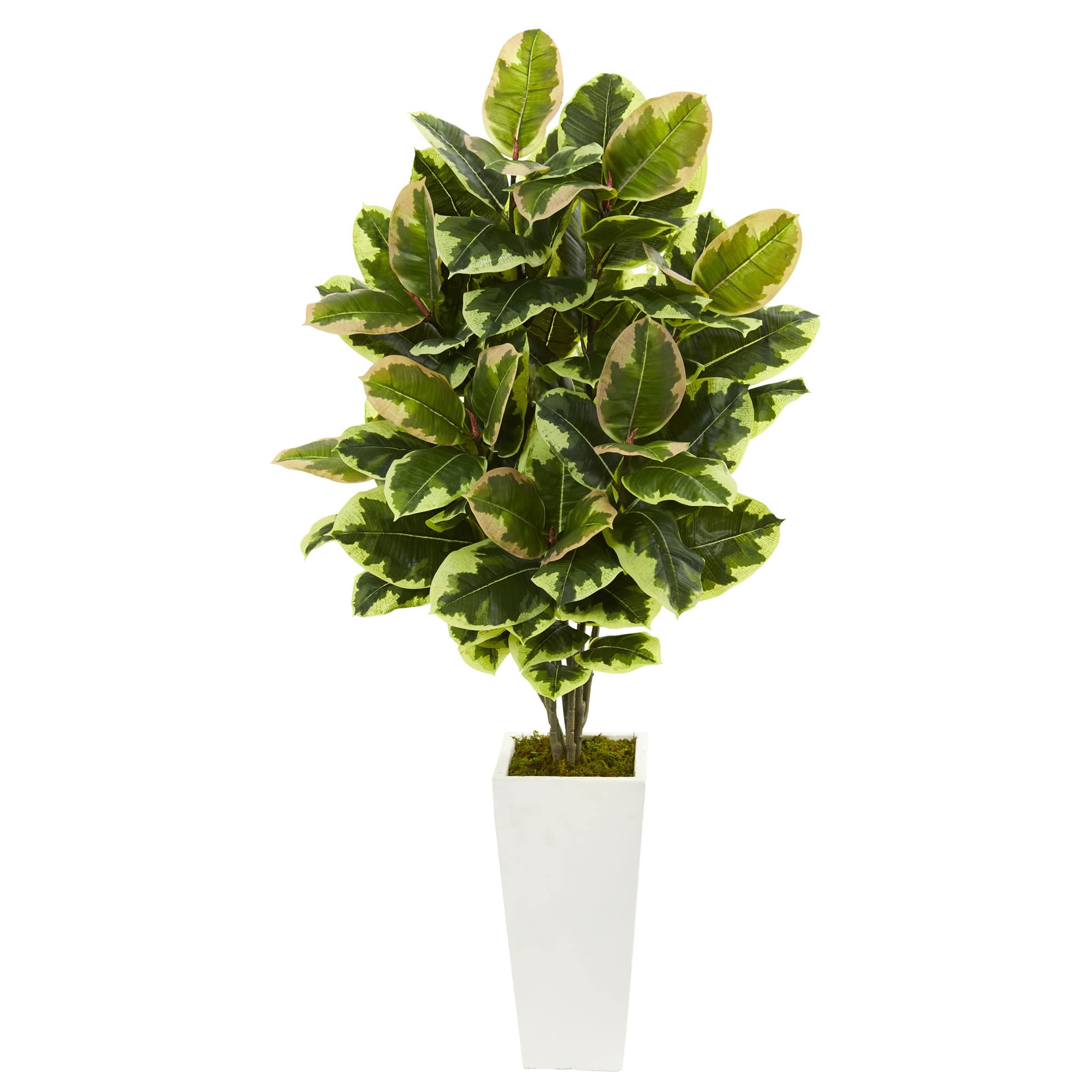 4ft. Variegated Rubber Leaf Tree In White Tower Vase