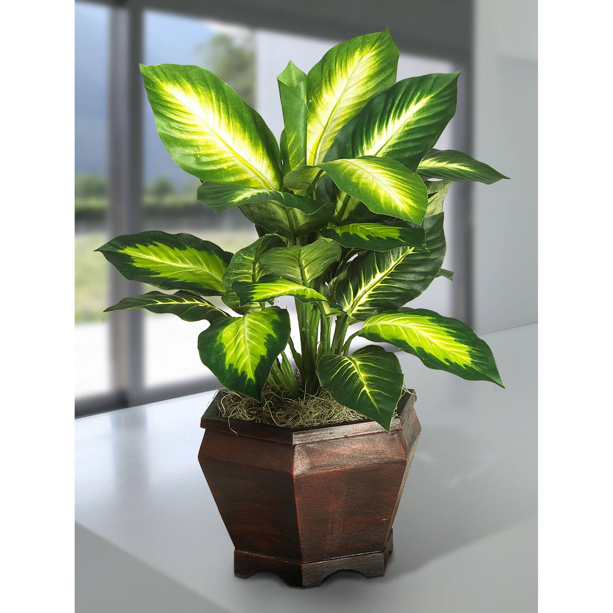 20.5&#x22; Golden Dieffenbachia Tree In Wood Vase