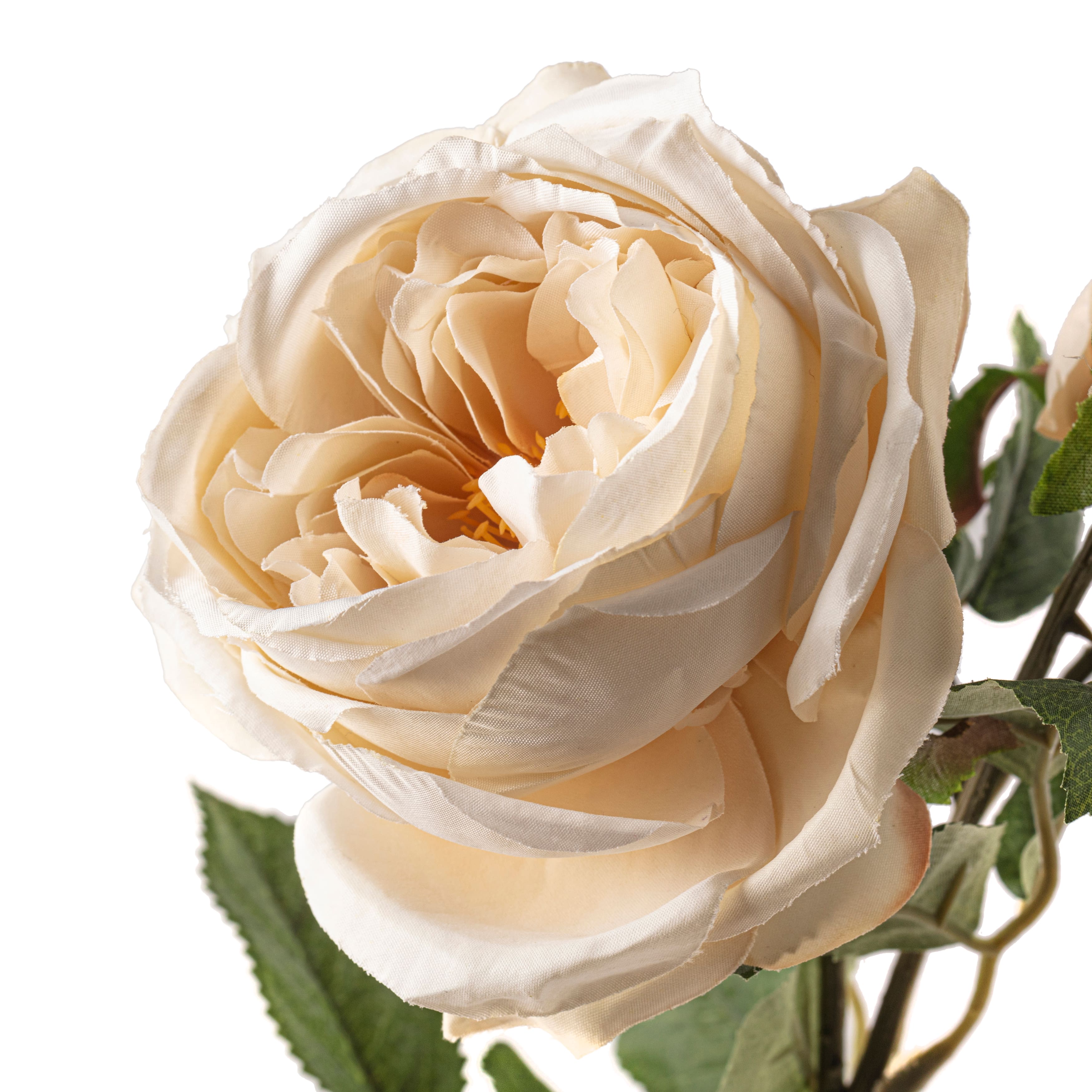 Toast English Rose Stem by Ashland®