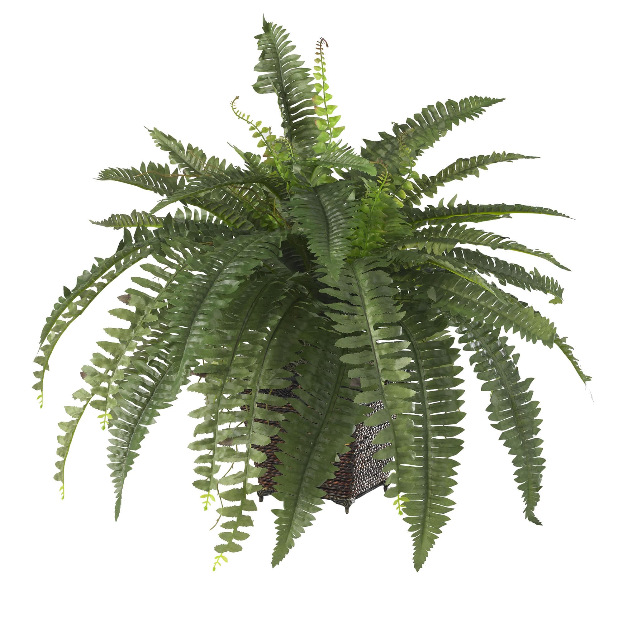 23&#x22; Boston Fern with Wicker Basket Planter