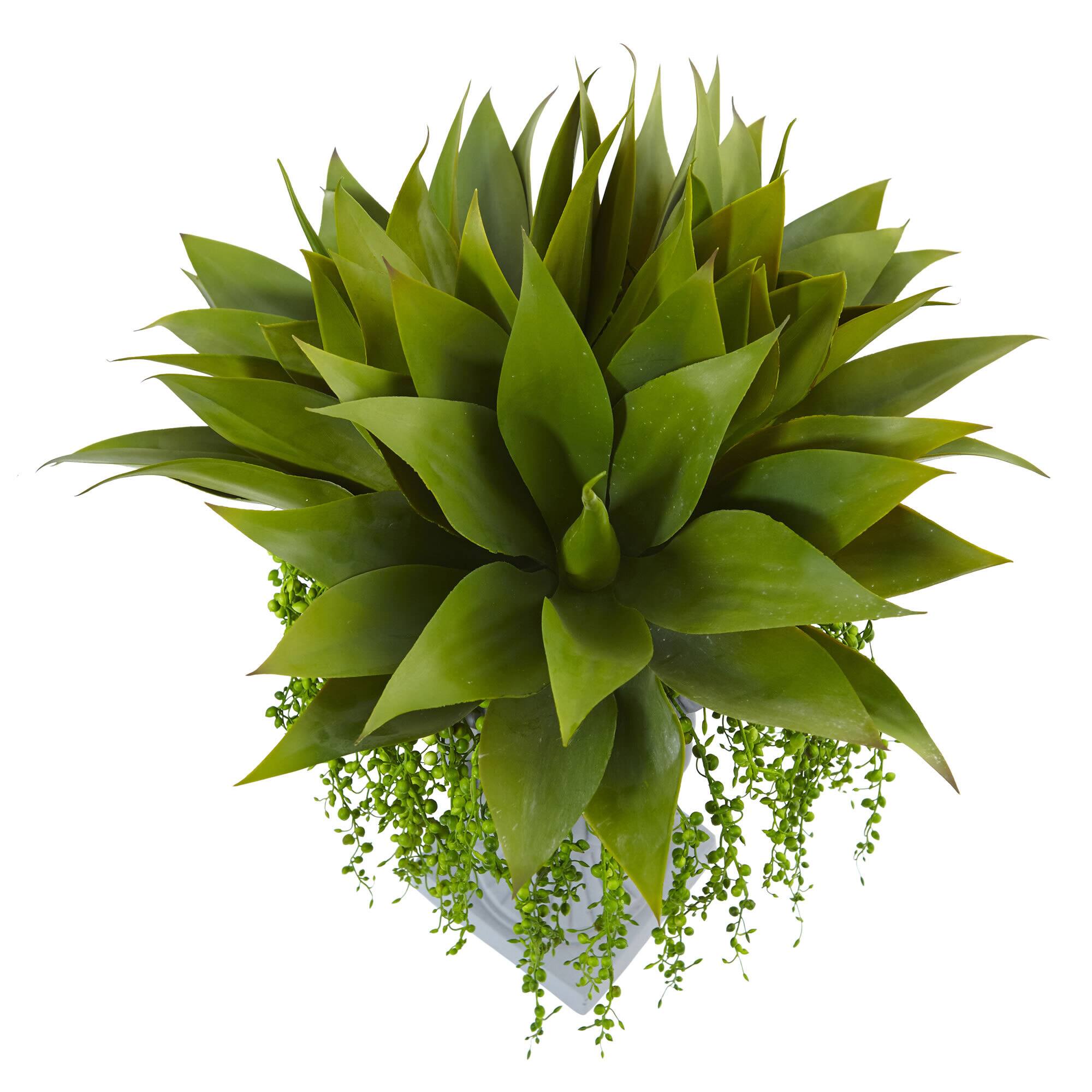 27" Agave & Senecio Succulent Arrangement in Decorative Planter