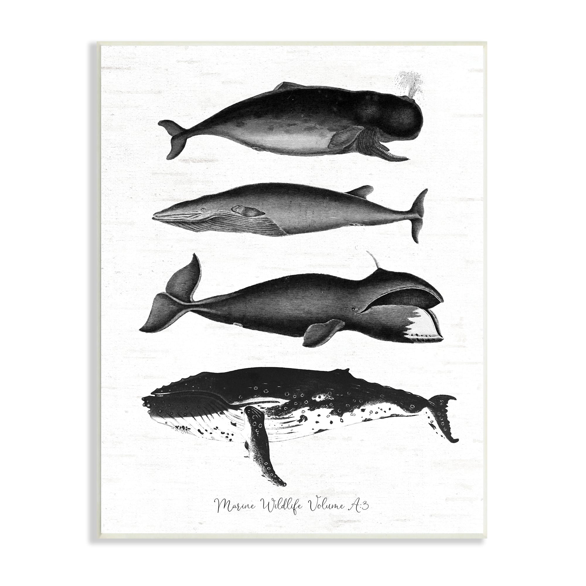 Stupell Industries Marine Wildlife Whales Drawings Diagram Wall Plaque Art