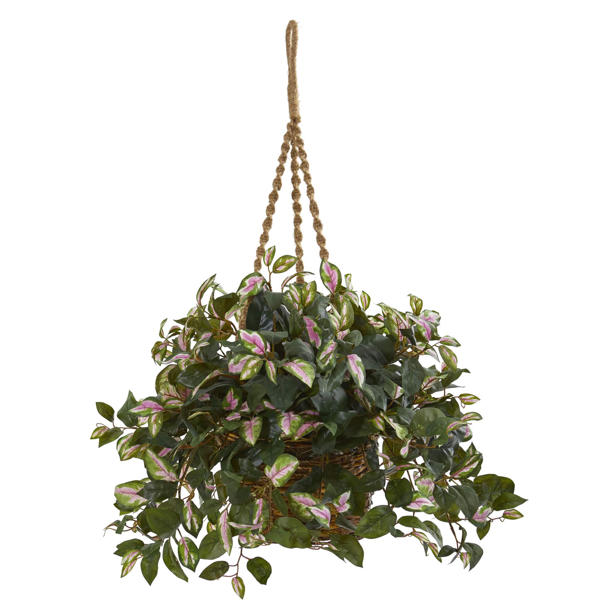 2.5ft. Hoya Plant in Hanging Basket