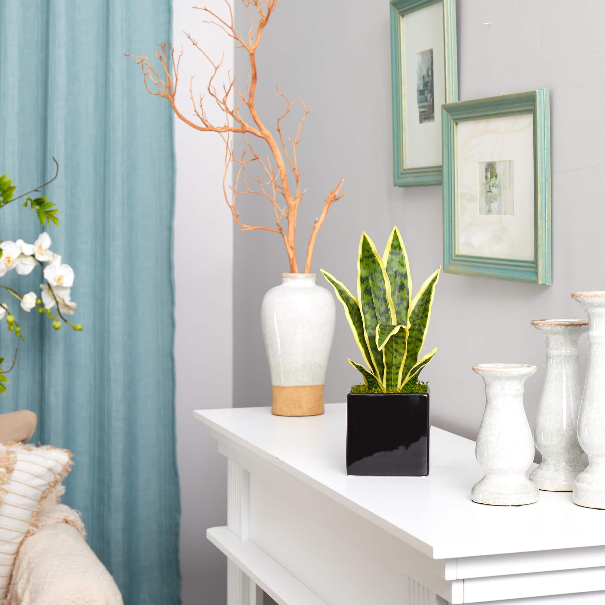 16" Snake Plant in Decorative Black Planter