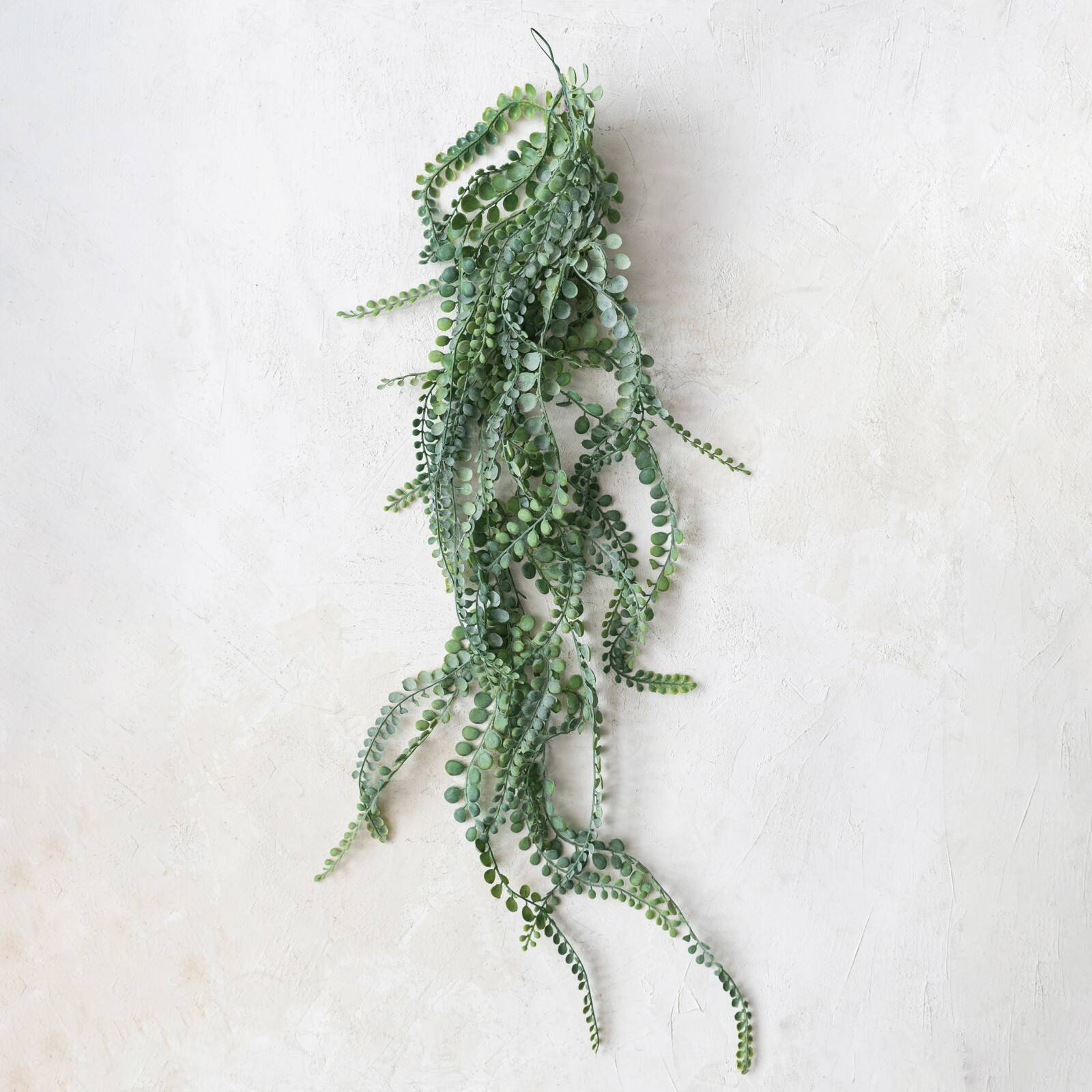 Hello Honey&#xAE; Hello Honey Green String of Pearls Plant