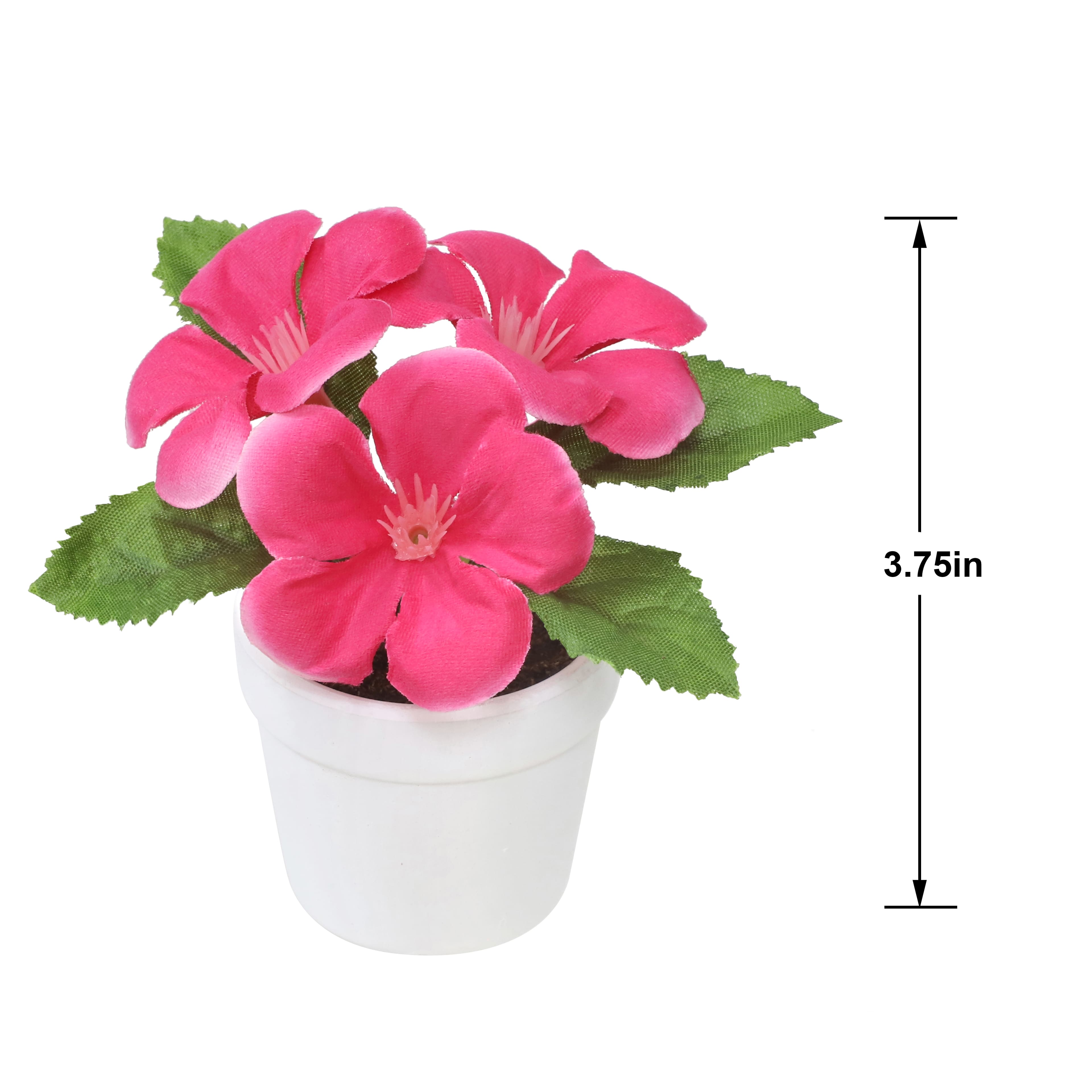 4&#x22; Geranium in White Pot by Ashland&#xAE;