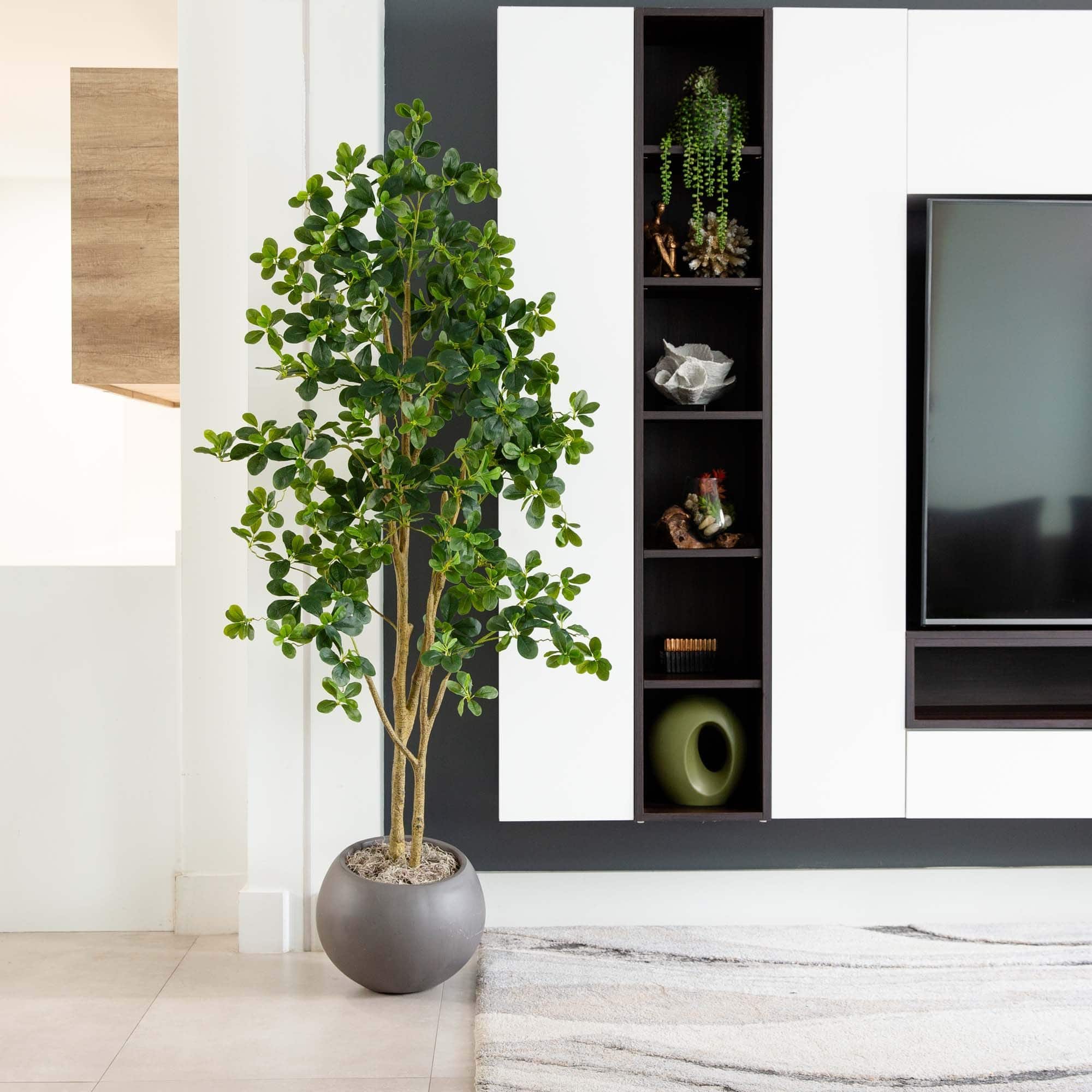 6ft. Potted Black Olive Tree