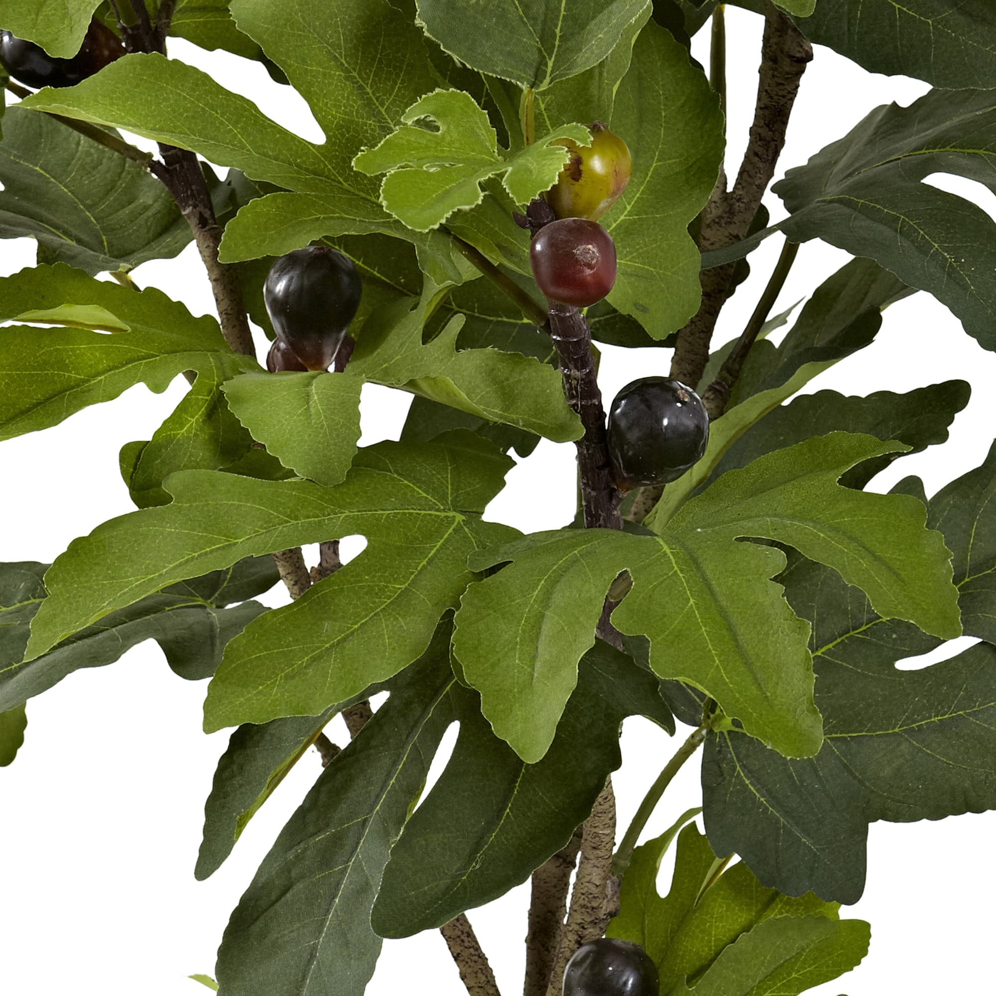 2.6ft. Potted Fig Tree with Fruit