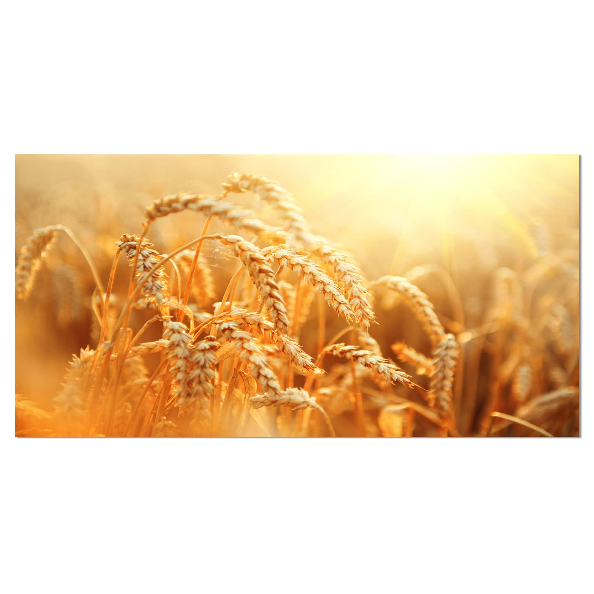 Designart - Ears of Golden Wheat Close up - Large Landscape Canvas Art